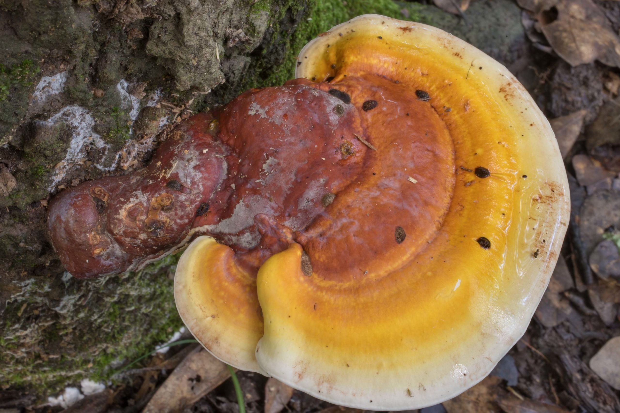 ganoderma curtisii benefits identification lookalikes hd desktop