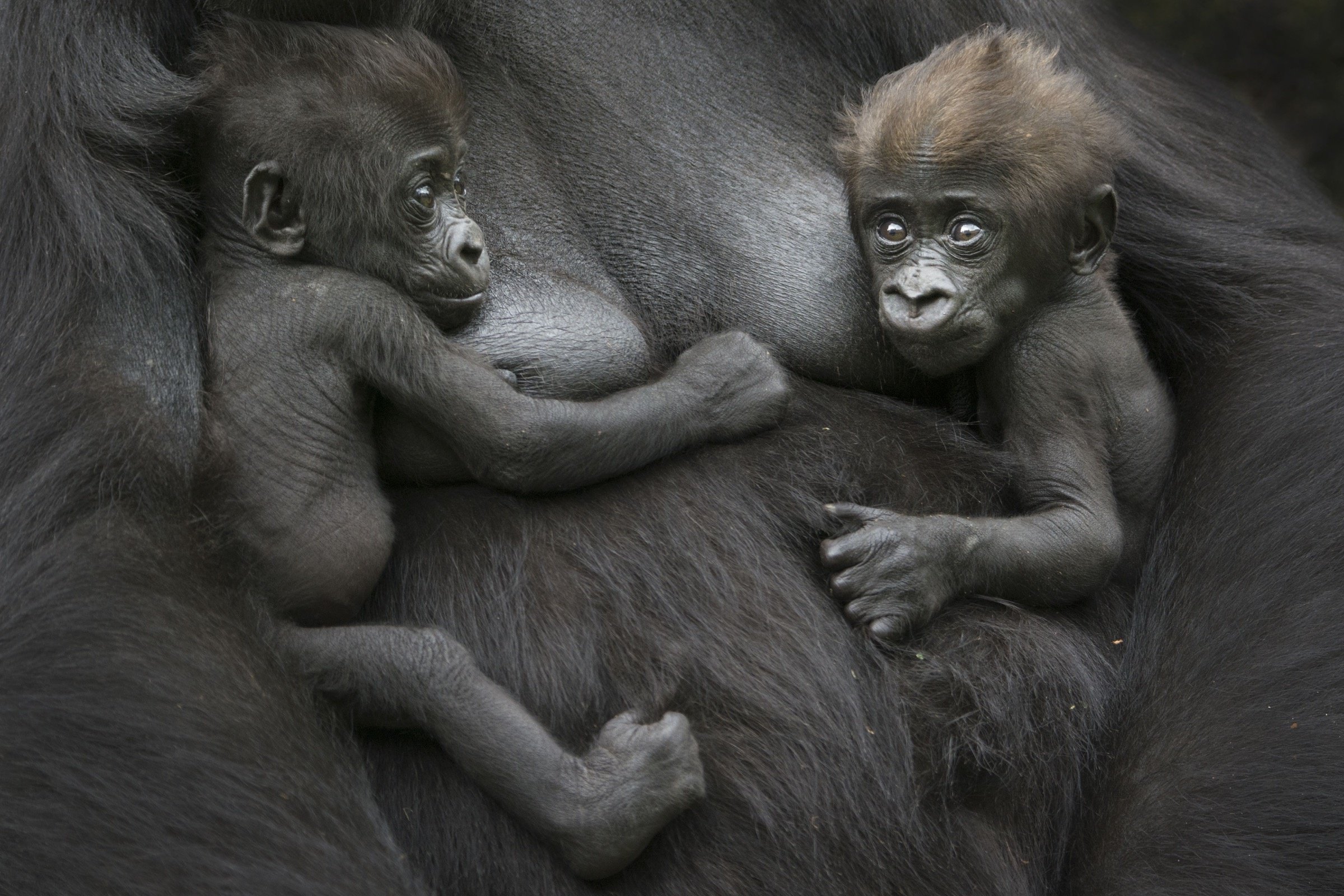 siblings gorillas wallpaper hd desktop