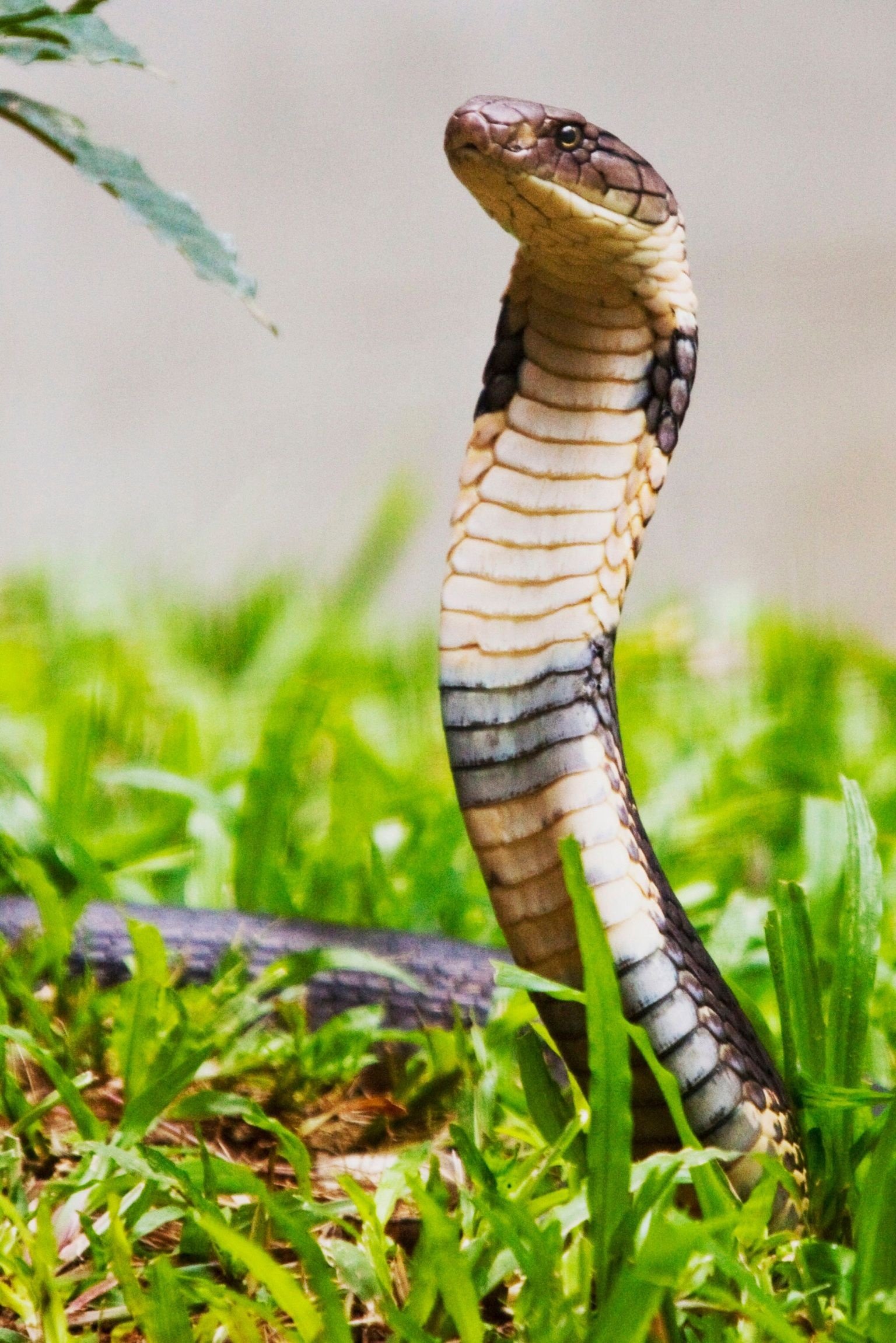 king cobra enchantment majestic snake beauty cobra wallpapers captivating visuals hd phone