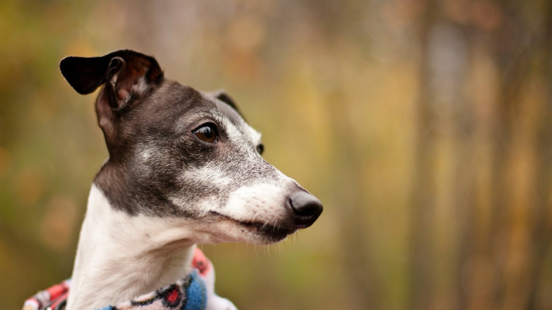 whippet dog friendly and cute animals' companions energetic and agile full hd desktop
