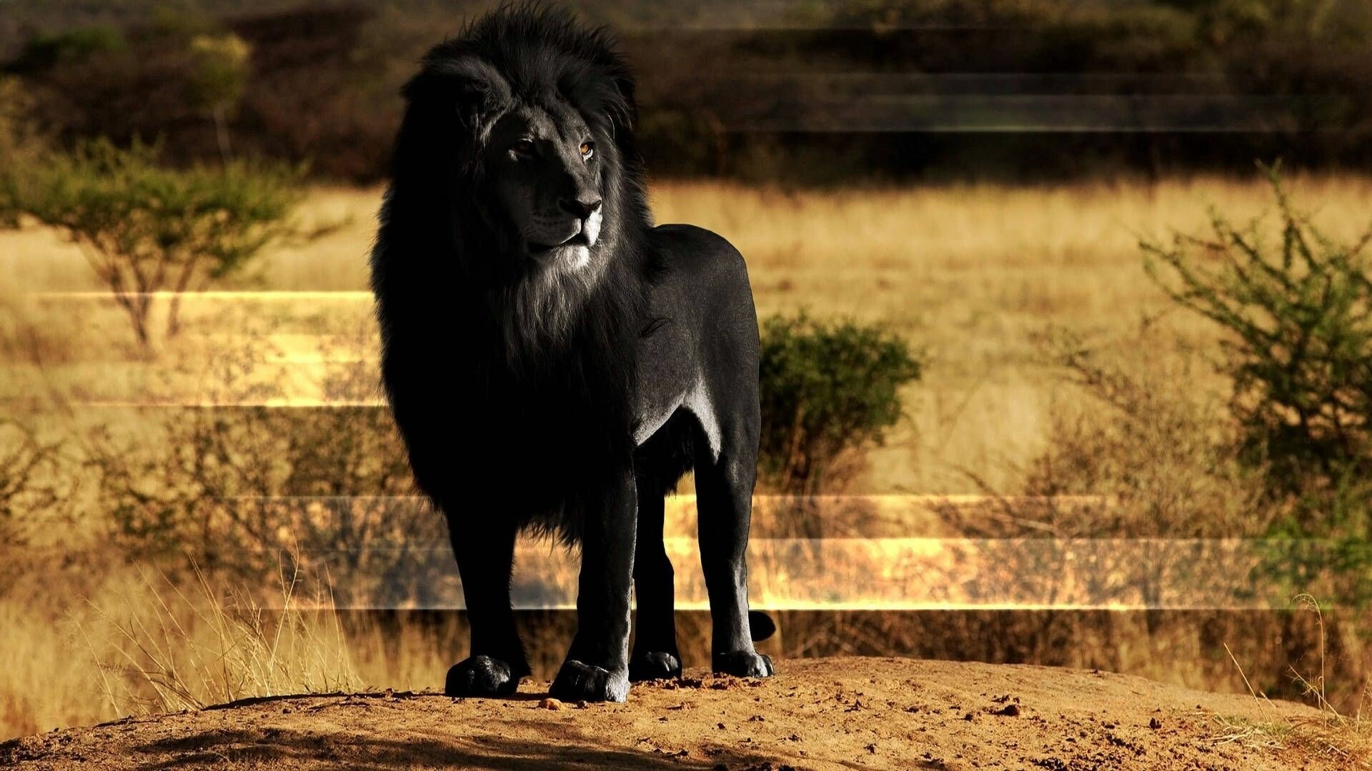 black lion lions wallpaper full hd desktop