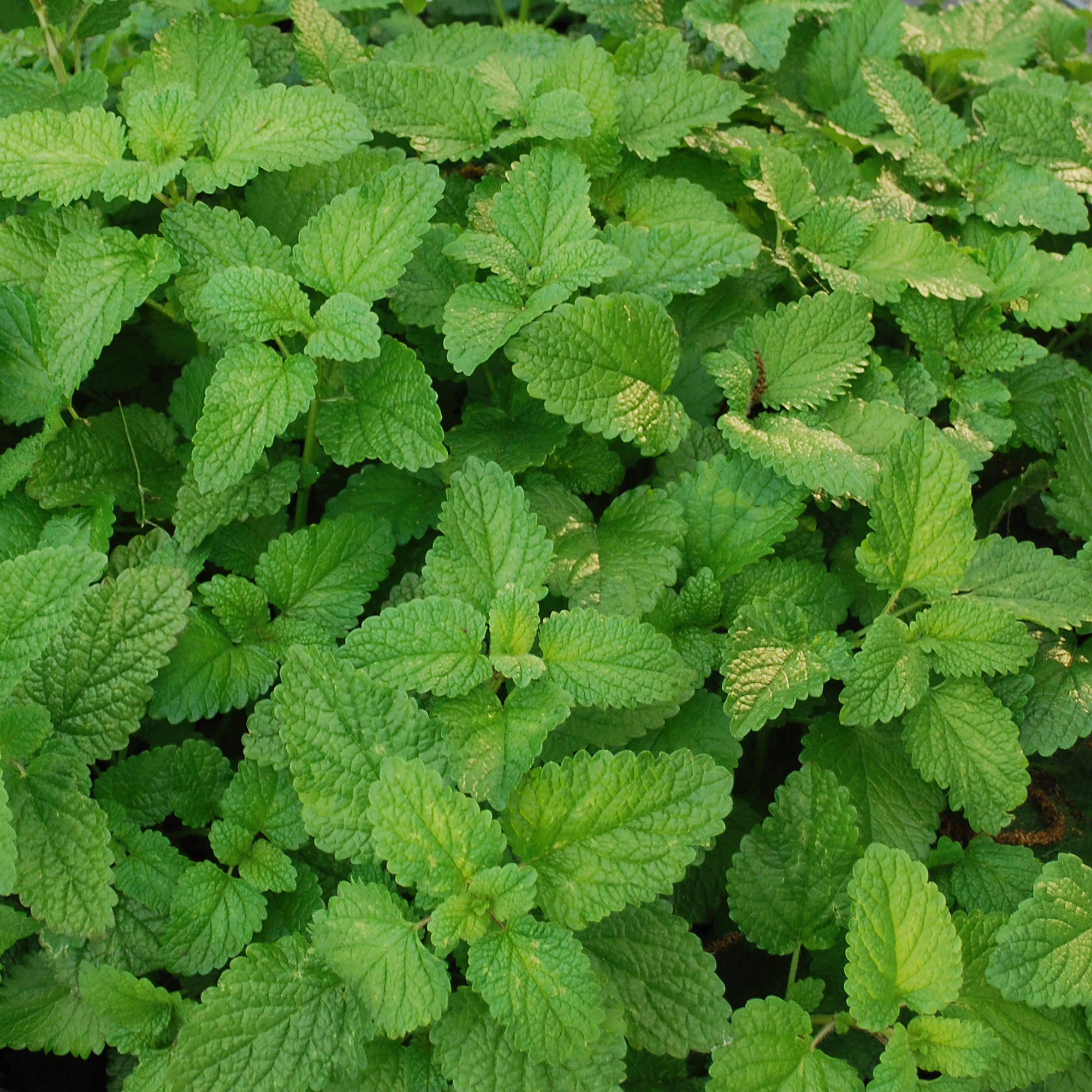 bonnie plants lemon balm gardening product culinary herb 2-pack option hd phone