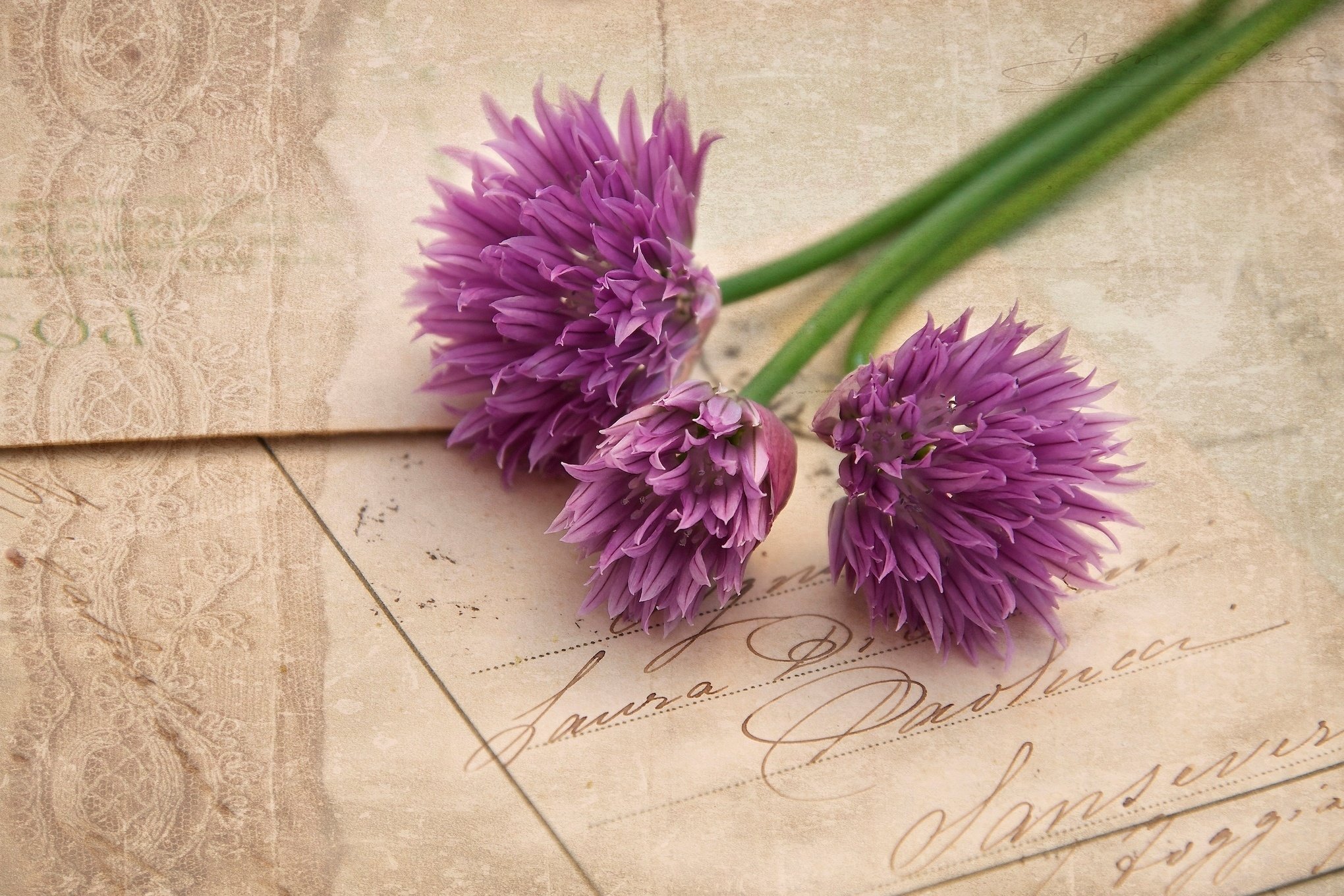 flower hd wallpaper background image chives food hd desktop