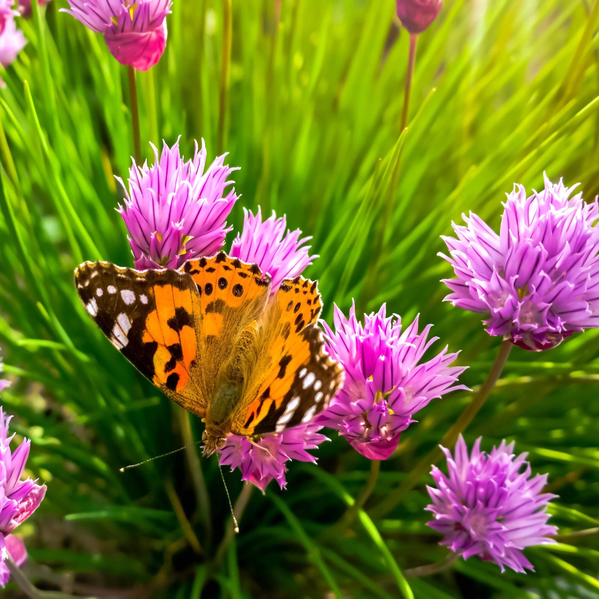 outsidepride chives seed flowering plants patio lawn hd phone