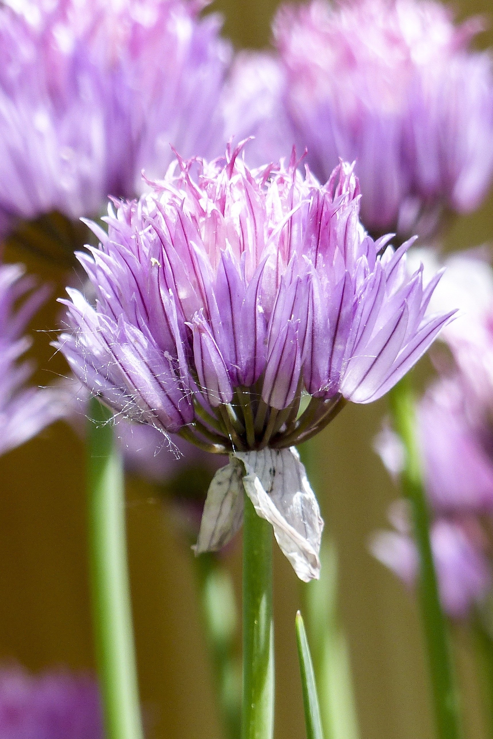 pink chives free image peakpx food hd phone