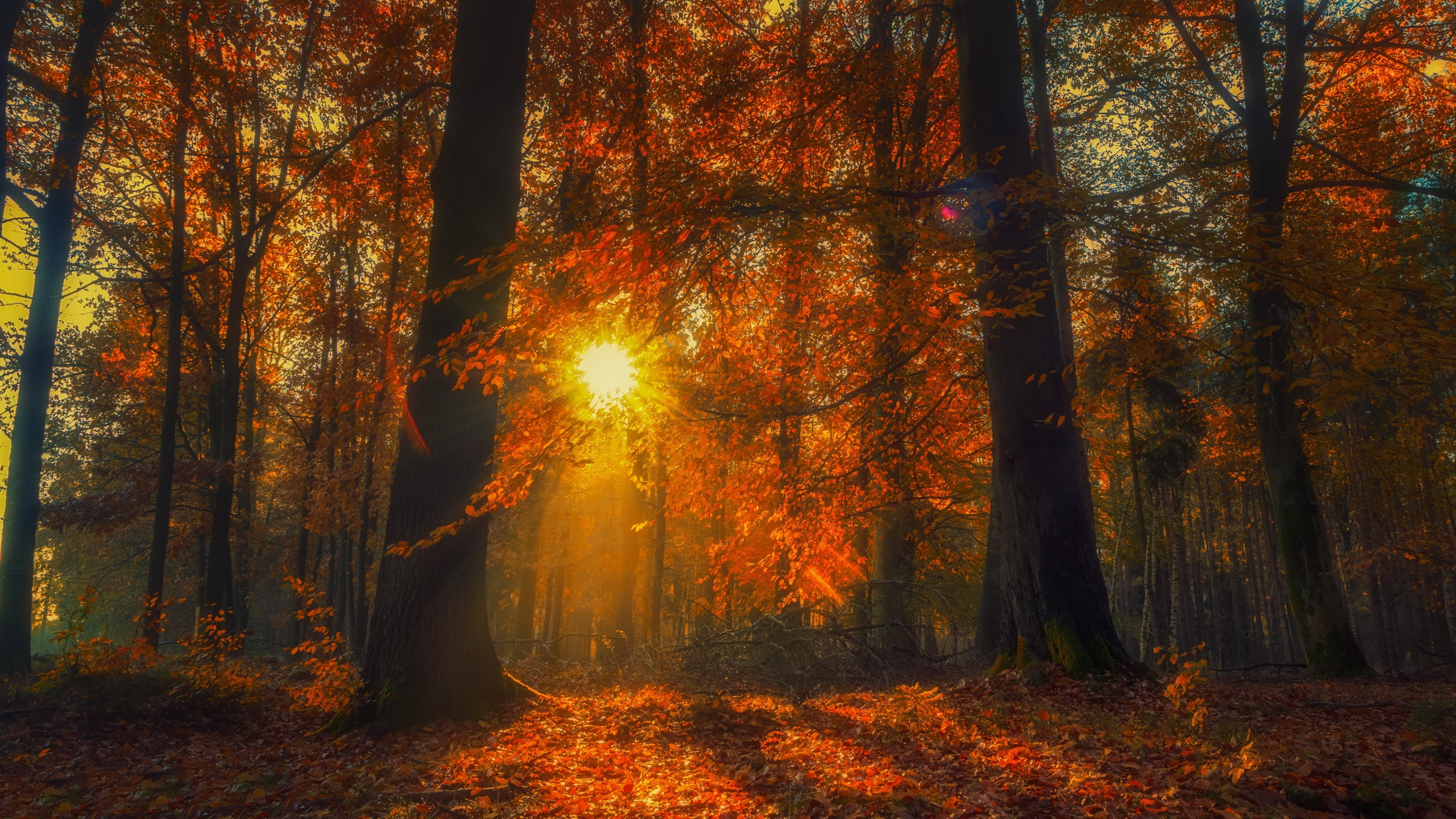 scarlet leaves bountiful harvest orchard walks crisp evenings abundant beauty 4k desktop