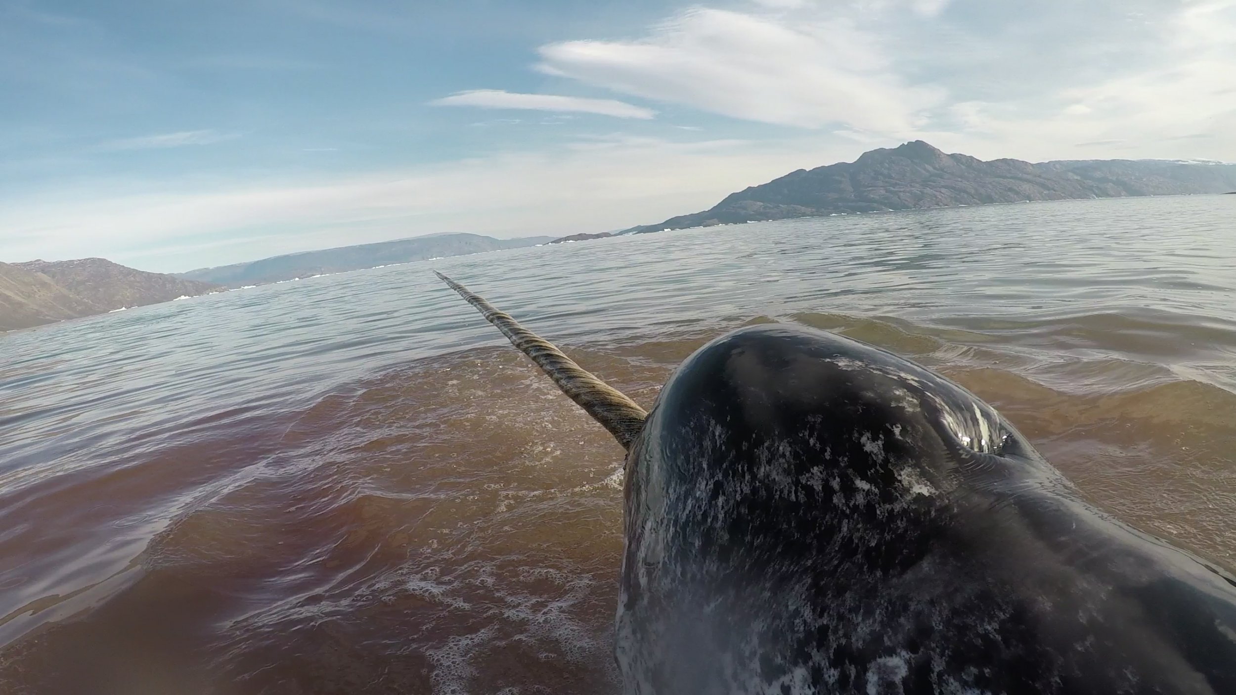 narwhal caught in nets stressed hearts hd desktop