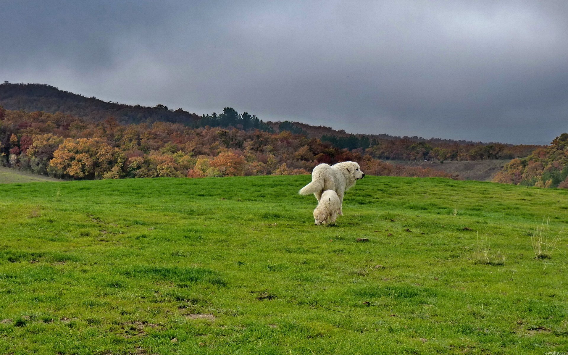 great pyrenees hd wallpapers hd desktop