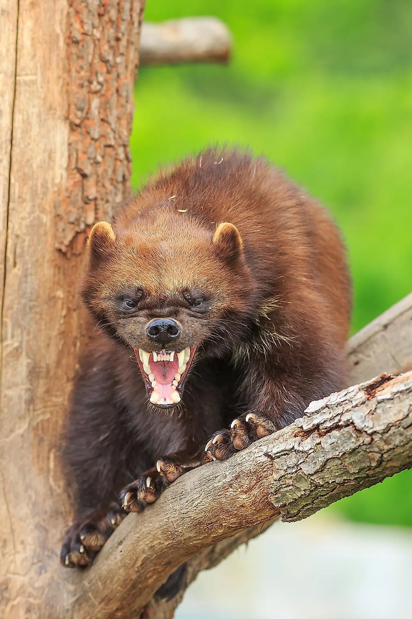 wolverine facts animals of north america wolverines wolverine animal hd phone