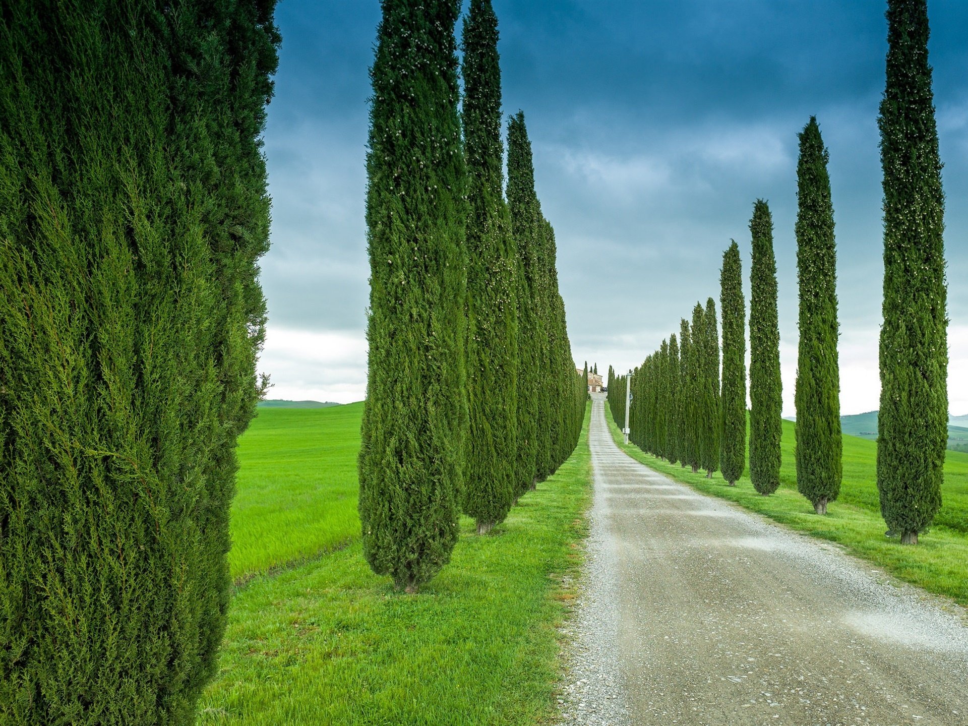 tuscany italy road grass cypress hd desktop