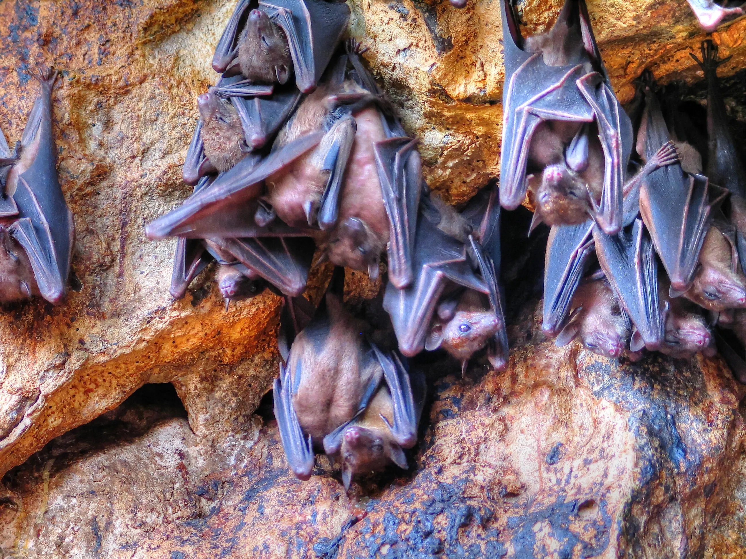 geoffroy's rousette bats wallpaper hd desktop