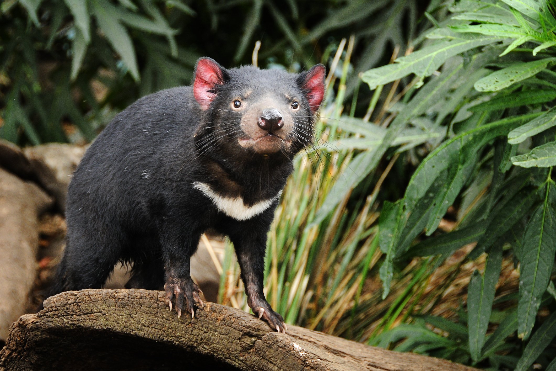 tasmanian devil hope for recovery abstract science charles river hd desktop