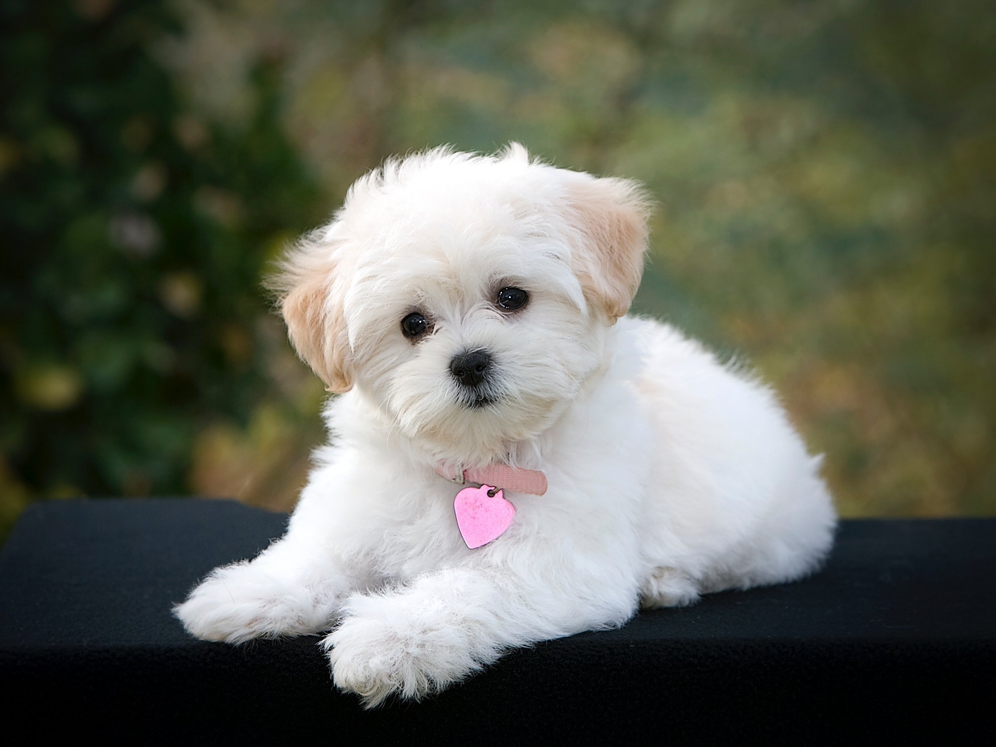 bolognese dog 20 maltese wallpapers hd desktop