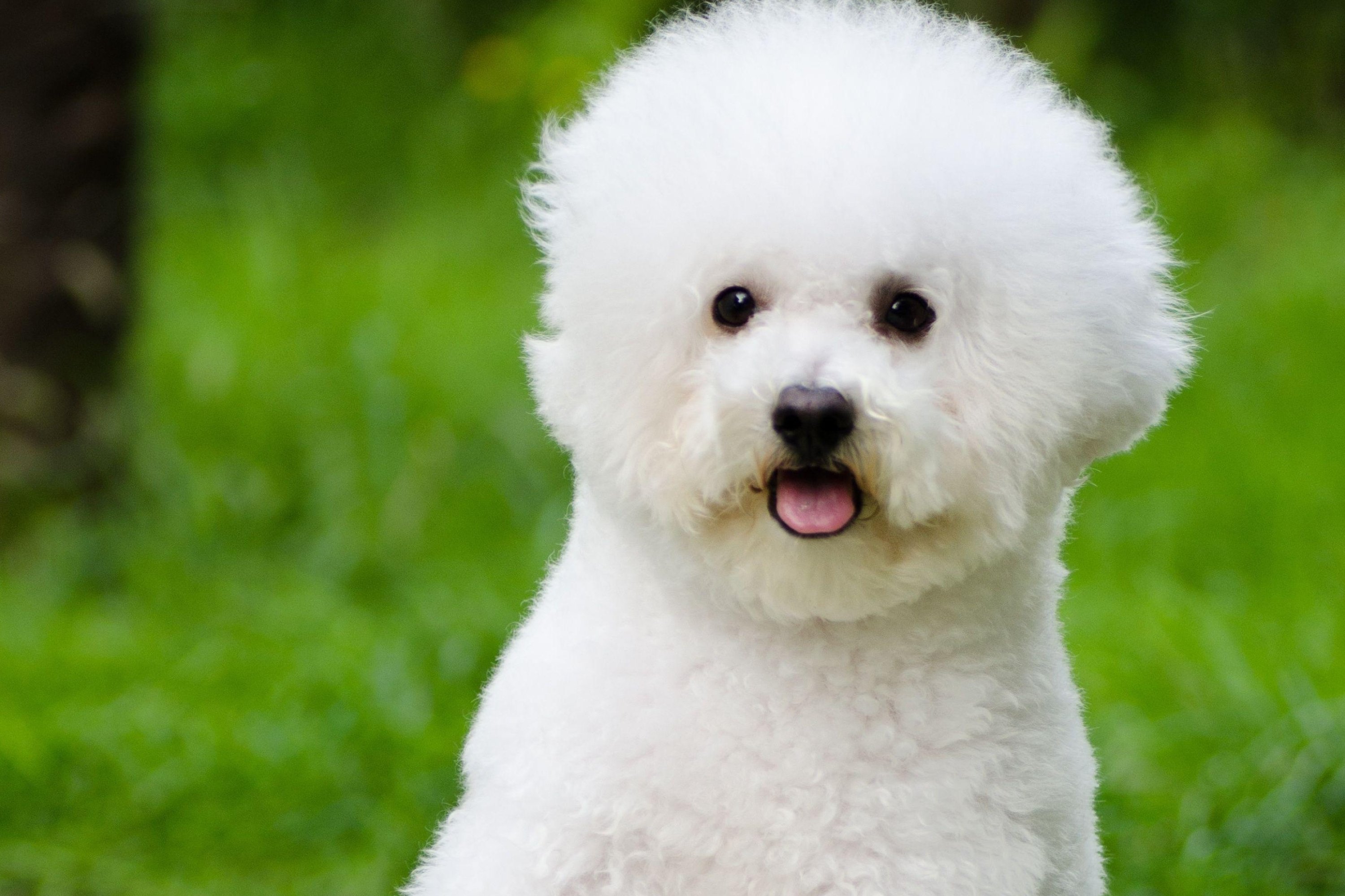 bolognese dog bichon frise wallpapers animals hd desktop