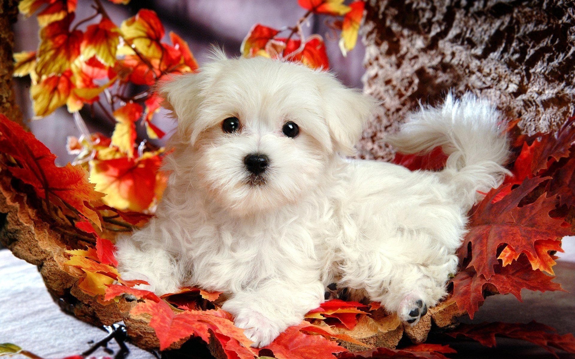 bolognese dog fall animal wallpapers popular backgrounds hd desktop