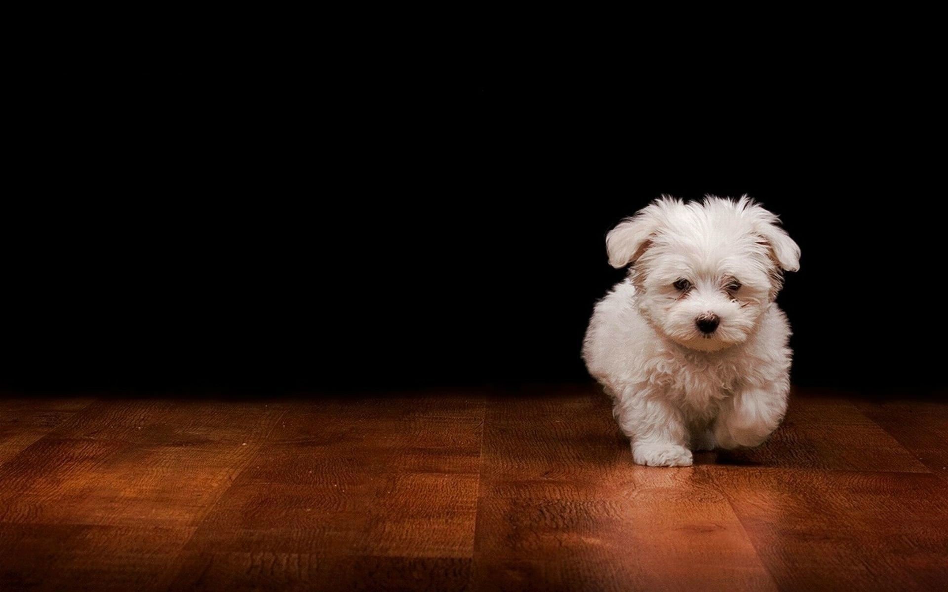 bolognese dog maltese wallpaper animals hd desktop