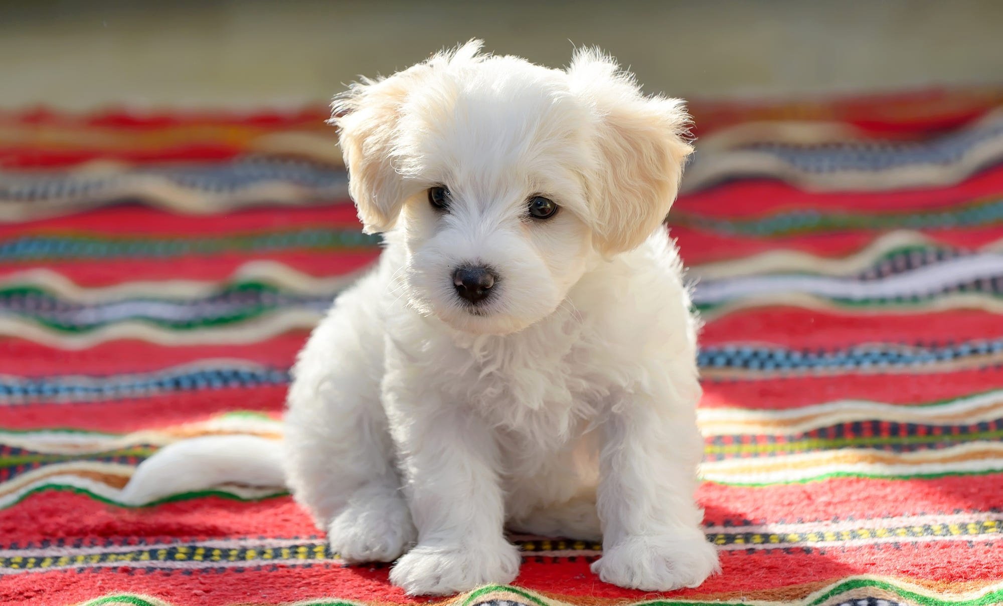 bolognese dog maltese wallpaper hd desktop