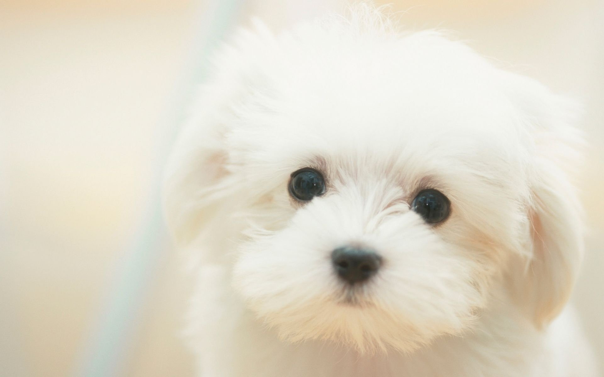 close-up bolognese dog wallpaper hd desktop