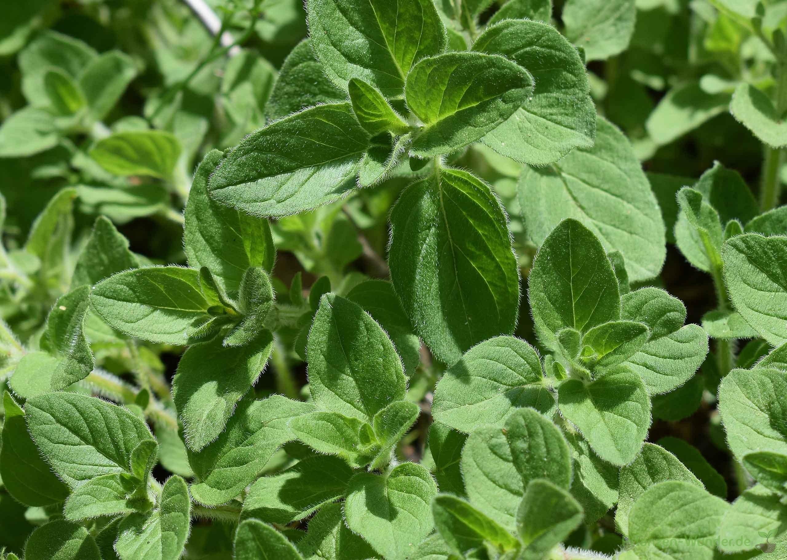 planting oregano health benefits culinary herb wonders of nature hd desktop