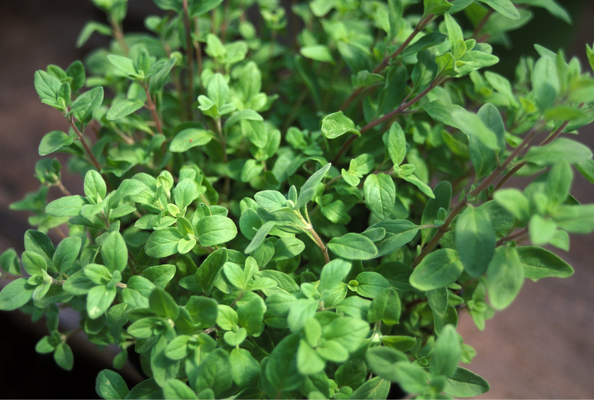 planting oregano obi guide care tips gardening hd desktop