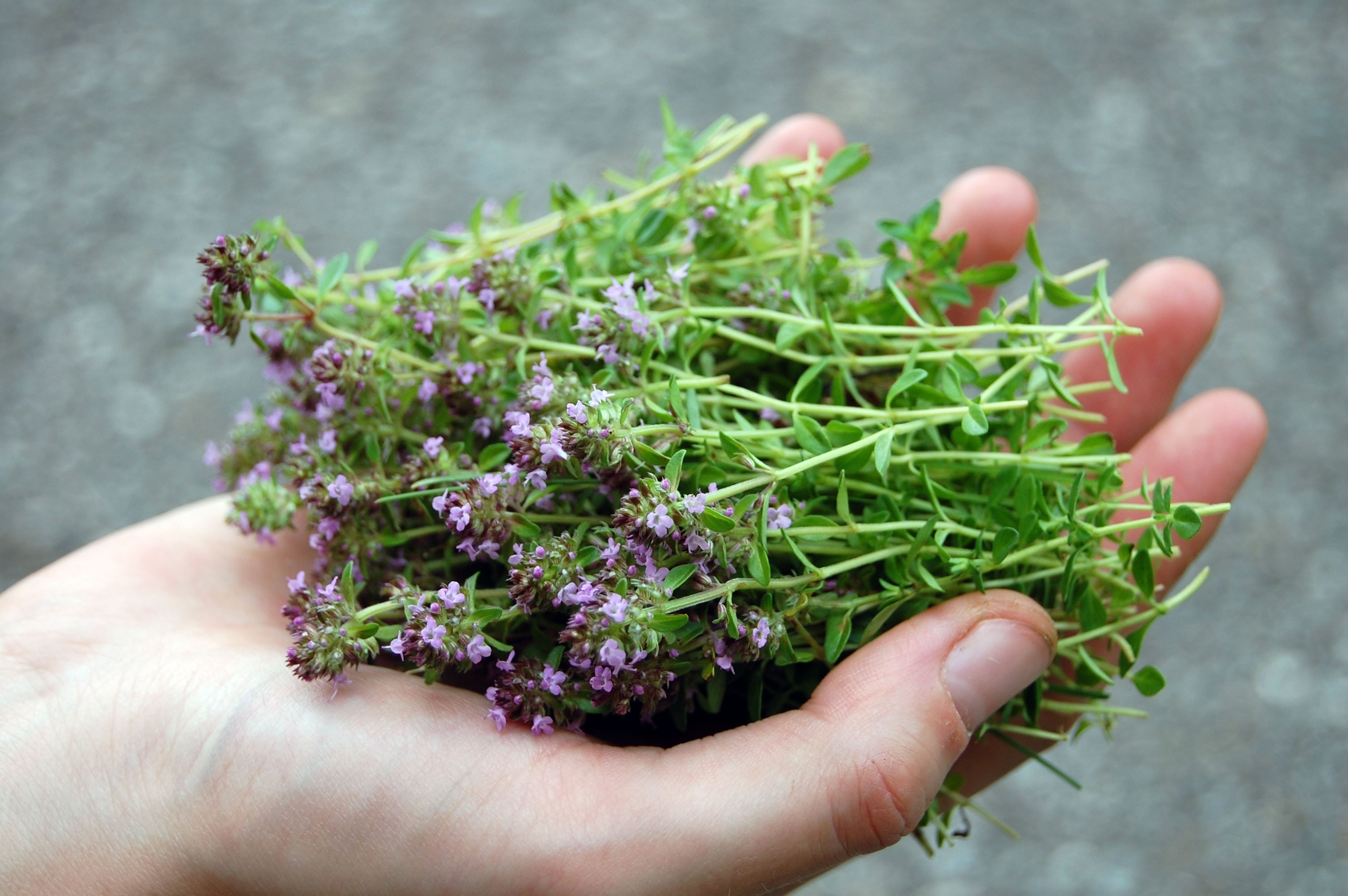 wilder oregano herb knowledge mountain adventures bergwelten hd desktop
