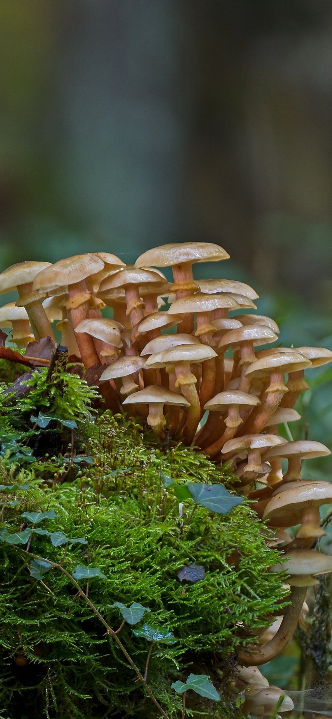 forest mushrooms earthy delights hidden gems mushroom beauty hd phone
