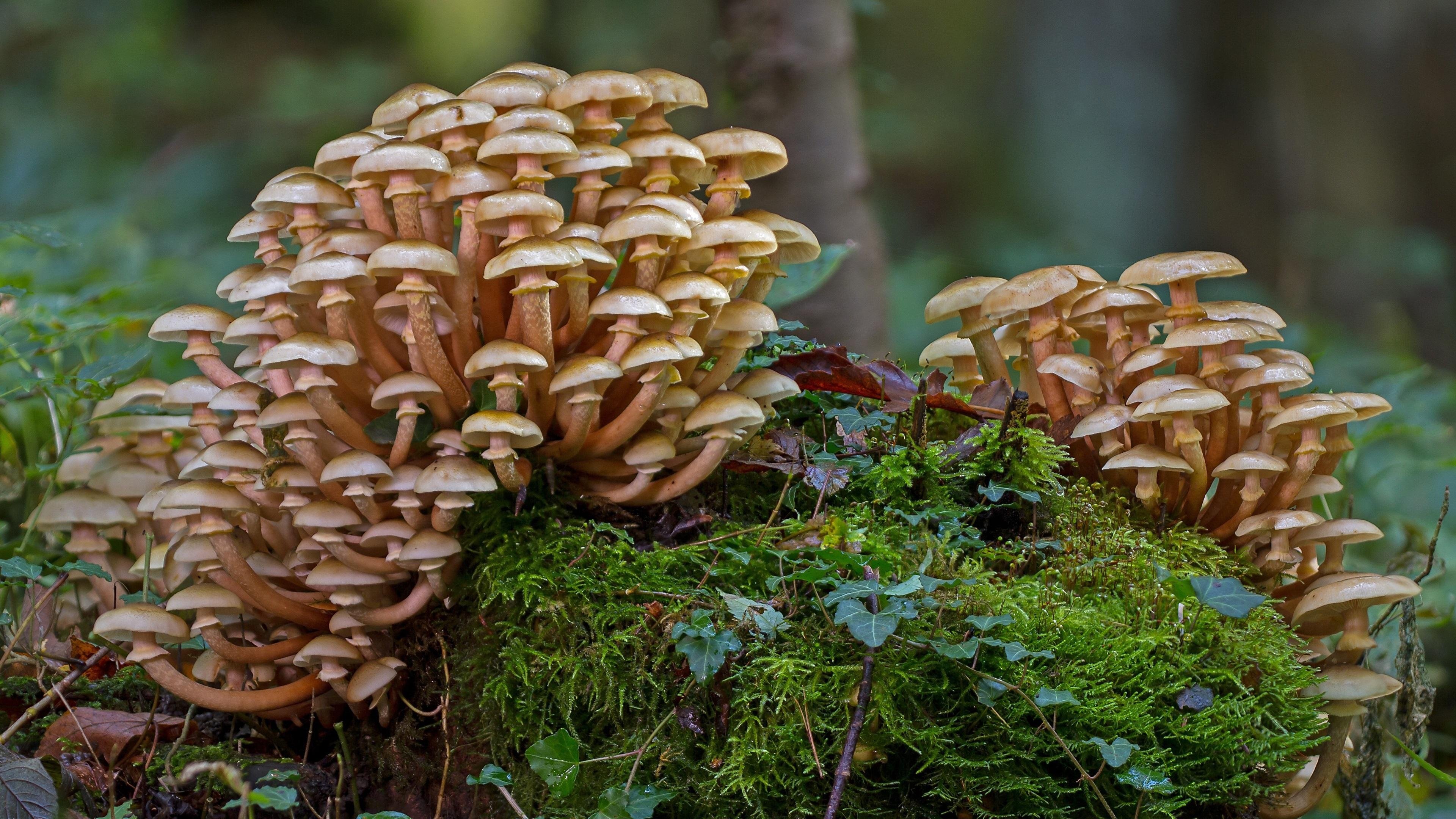 forest mushrooms mossy wonderland fungi in nature mushrooms in moss 4k desktop