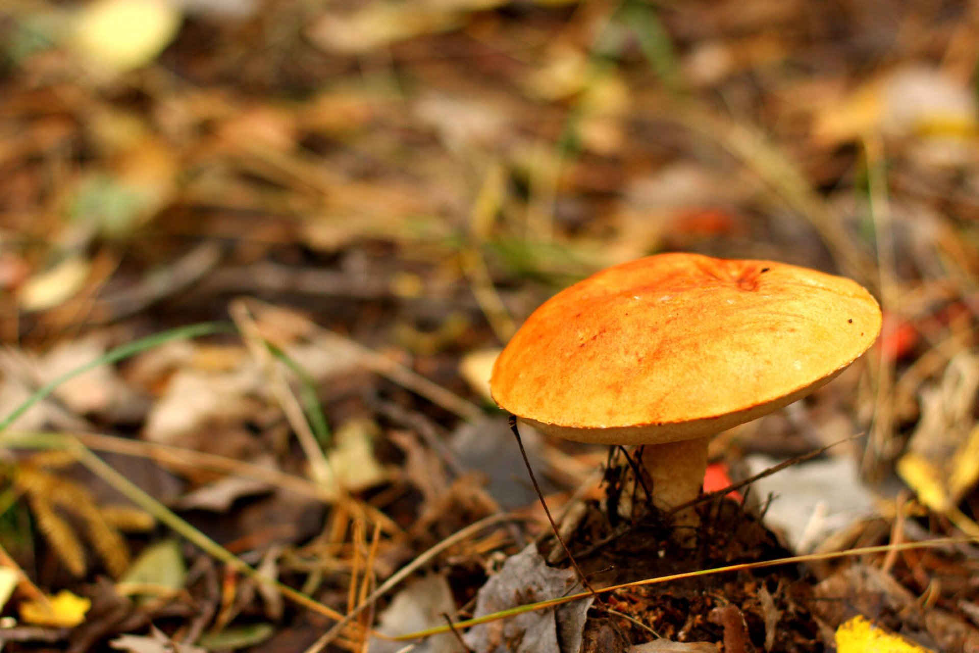 greville's bolete forest mushrooms wallpaper hd desktop