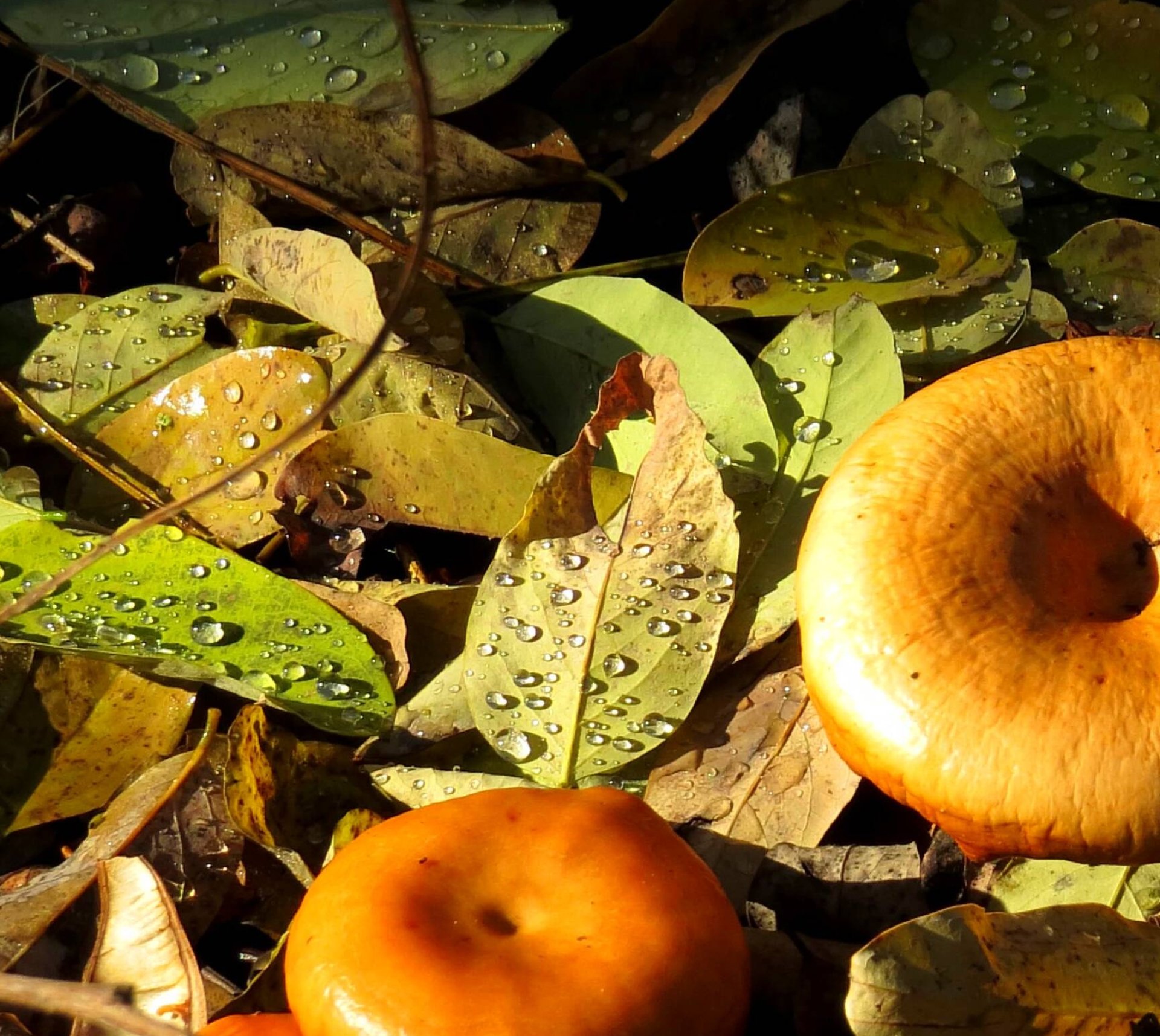 lactarius zonarius forest mushrooms wallpaper hd desktop