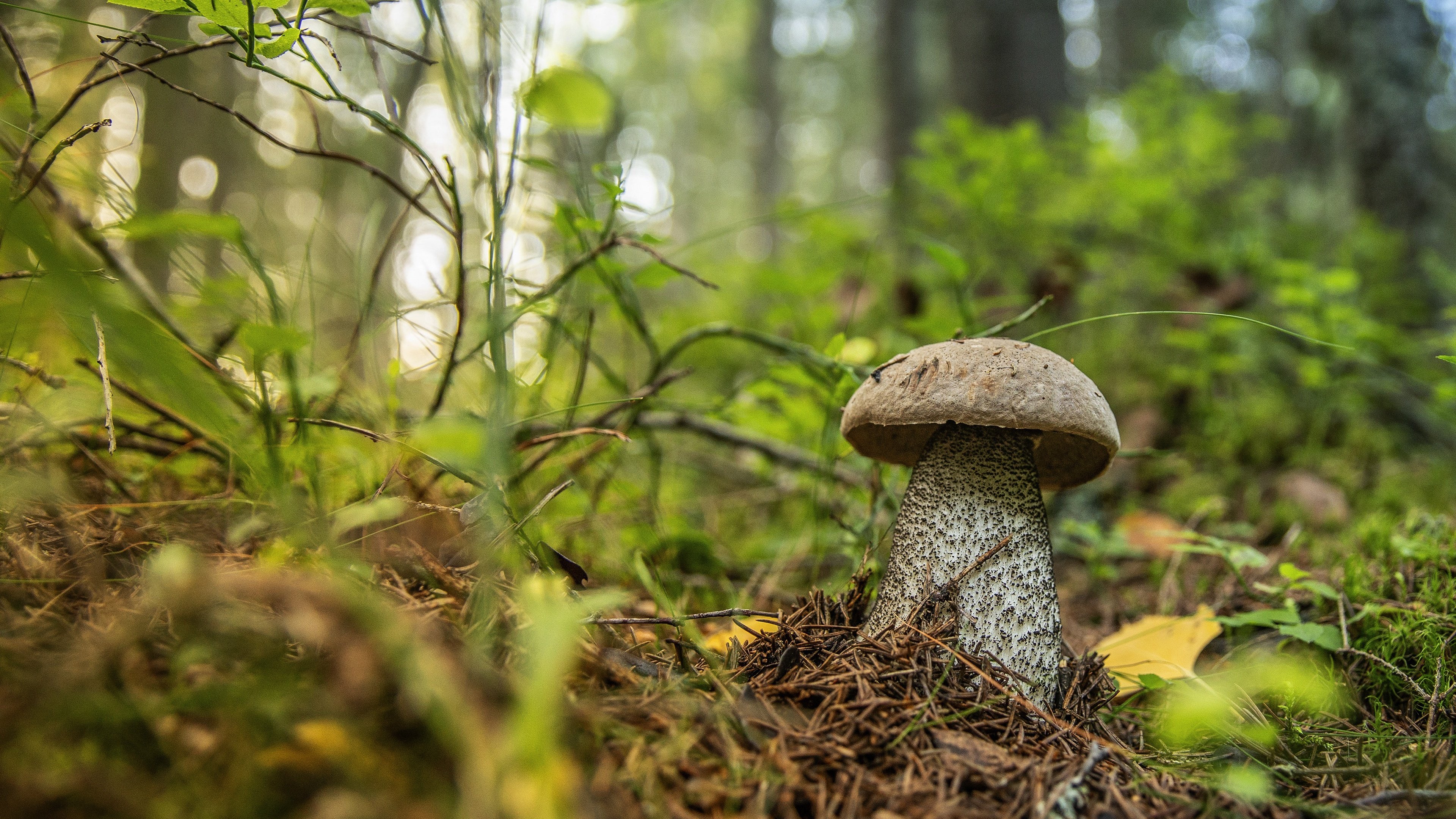 leccinum percandidum forest mushrooms wallpaper 4k desktop