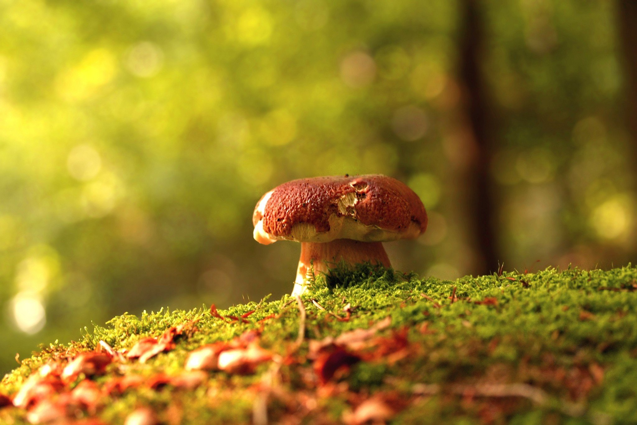 mushrooms in forest nature landscape hd desktop