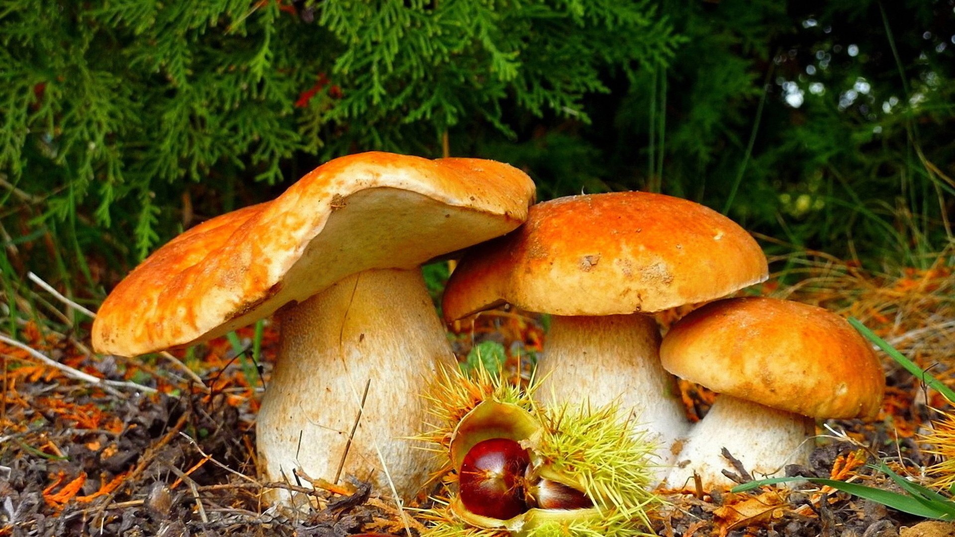 pine bolete forest mushrooms wallpaper full hd desktop