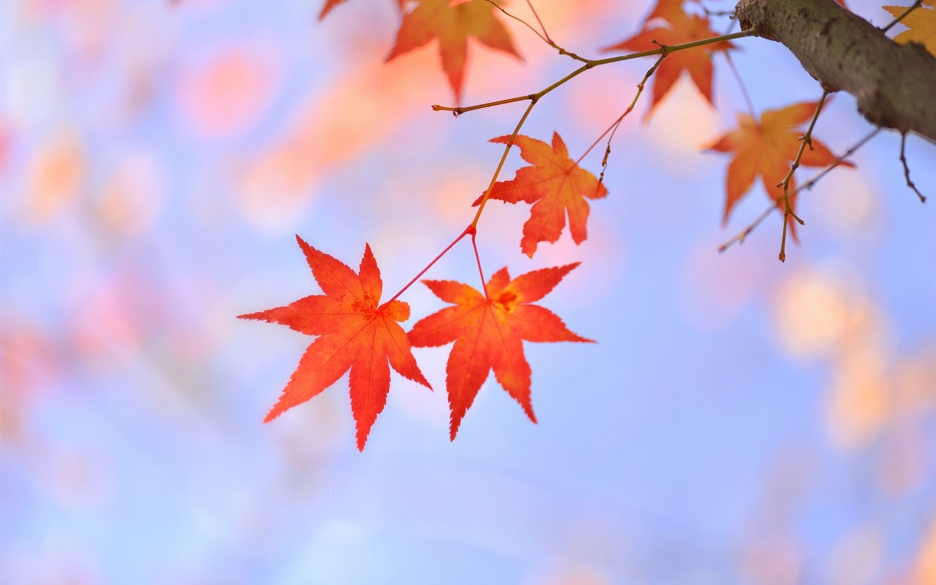 tree branch red maple japanese beauty nature's wonder hd desktop