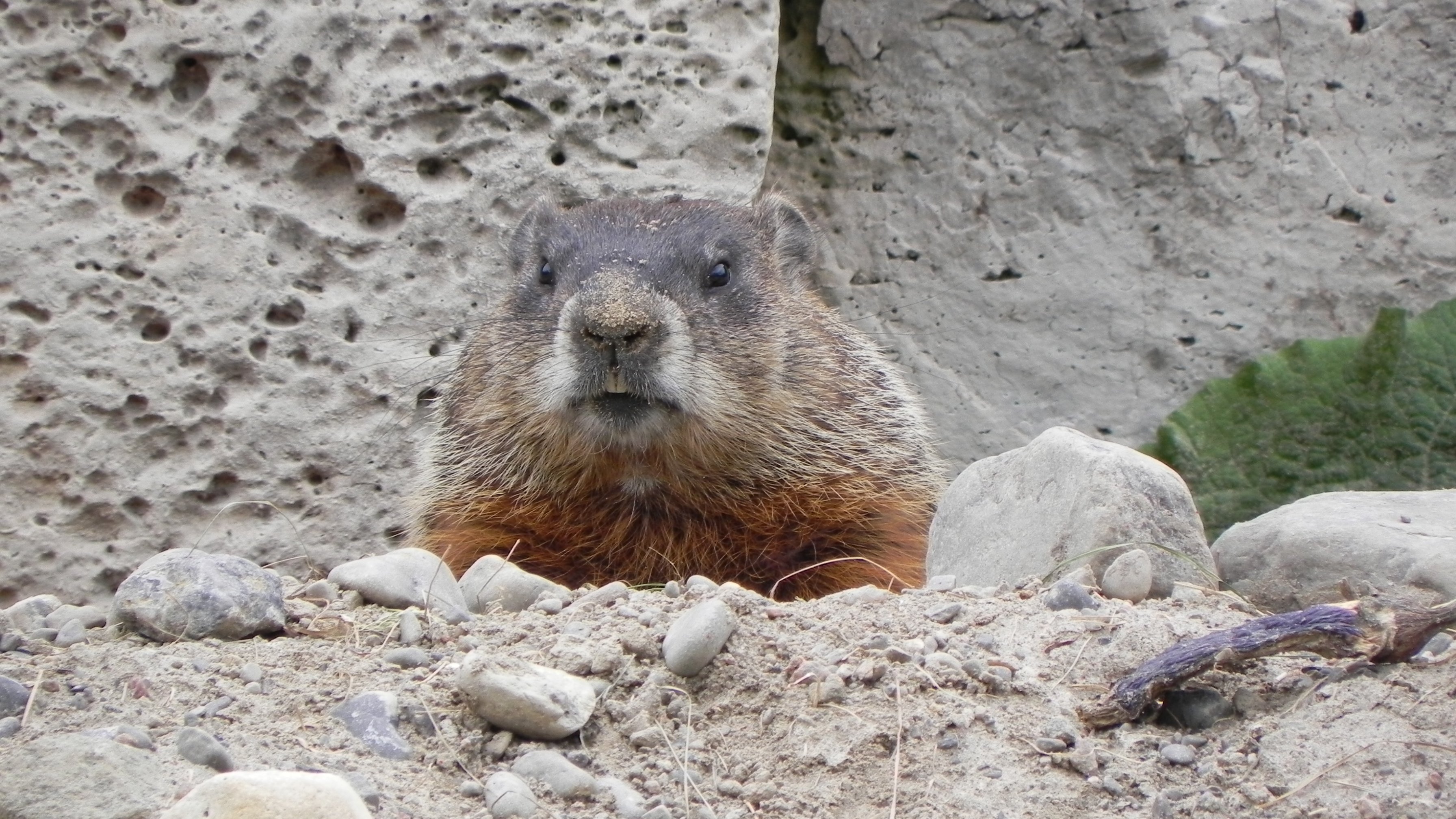free download groundhog wallpaper forwallpapercom for your desktop mobile \u0026 tablet | explore 75+ groundhog day wallpaper | happy groundhog day wallpaper