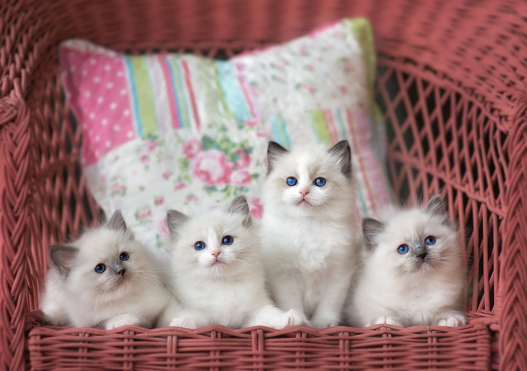 siblings ragdoll wallpaper hd desktop
