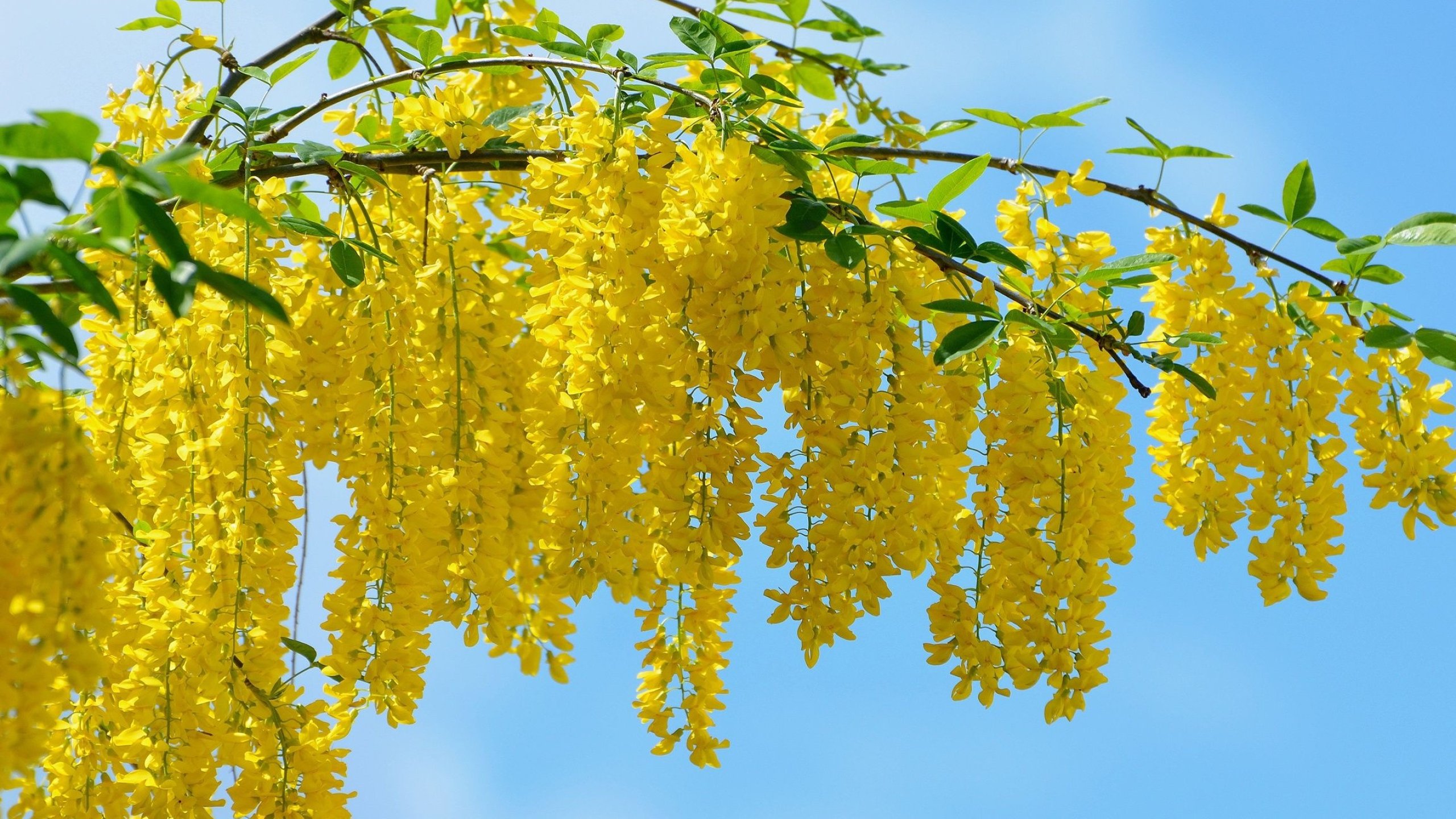 acacia wallpapers nature's beauty desktop backgrounds captivating scenes hd desktop