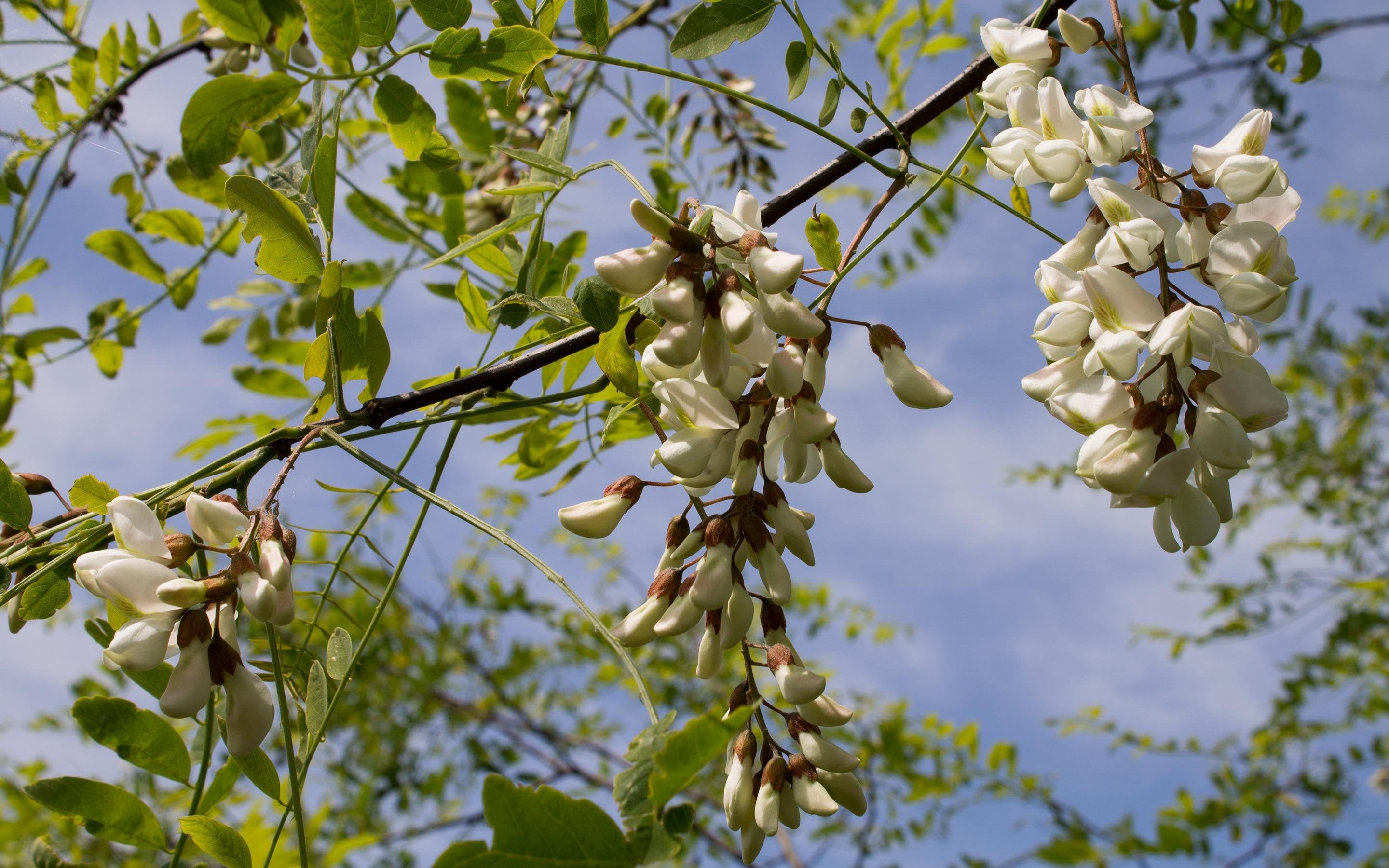 black locust blossoms nature's charm captivating wallpaper floral beauty hd desktop