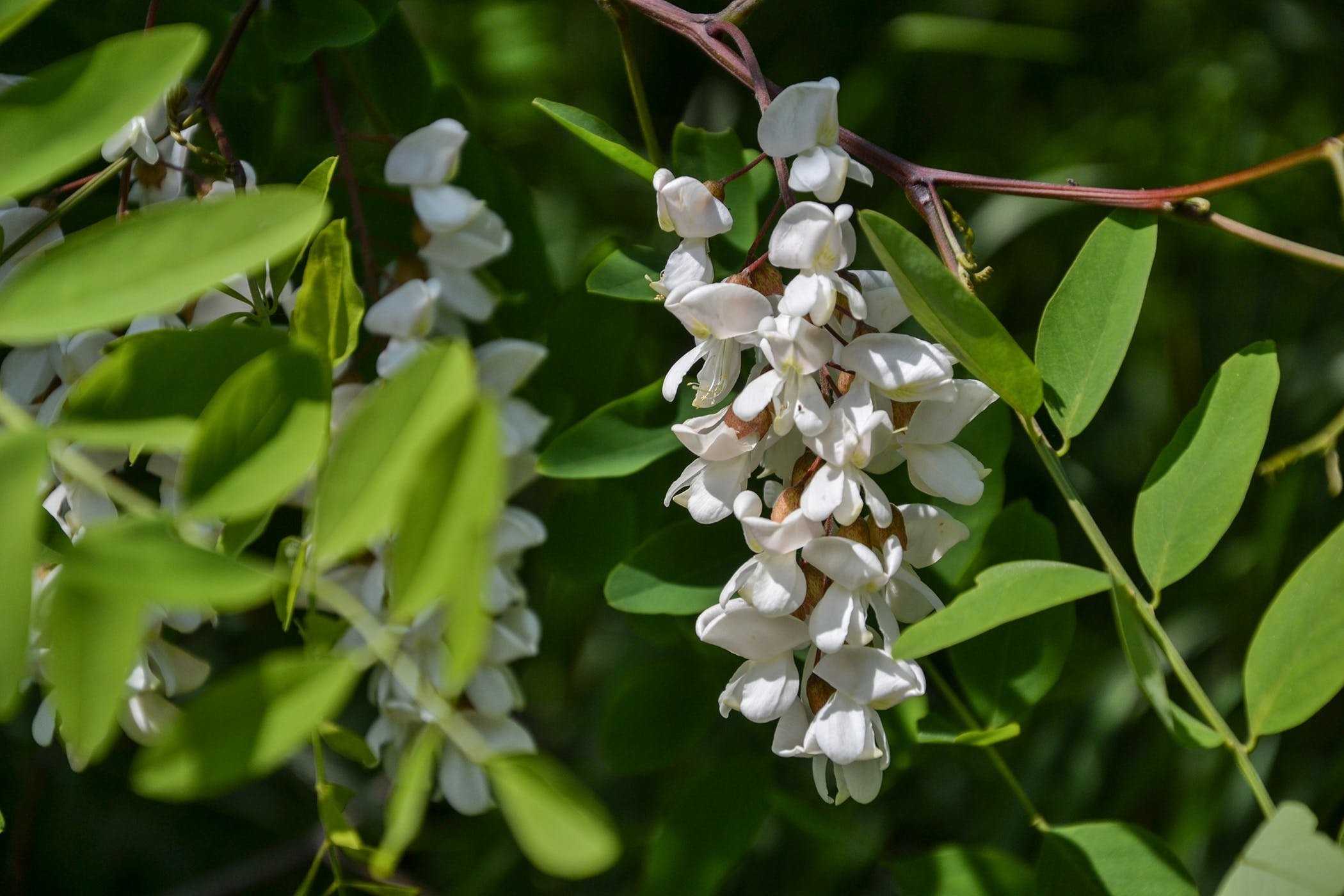 black locust tree poisoning horses' health diagnosis and treatment managing costs hd desktop