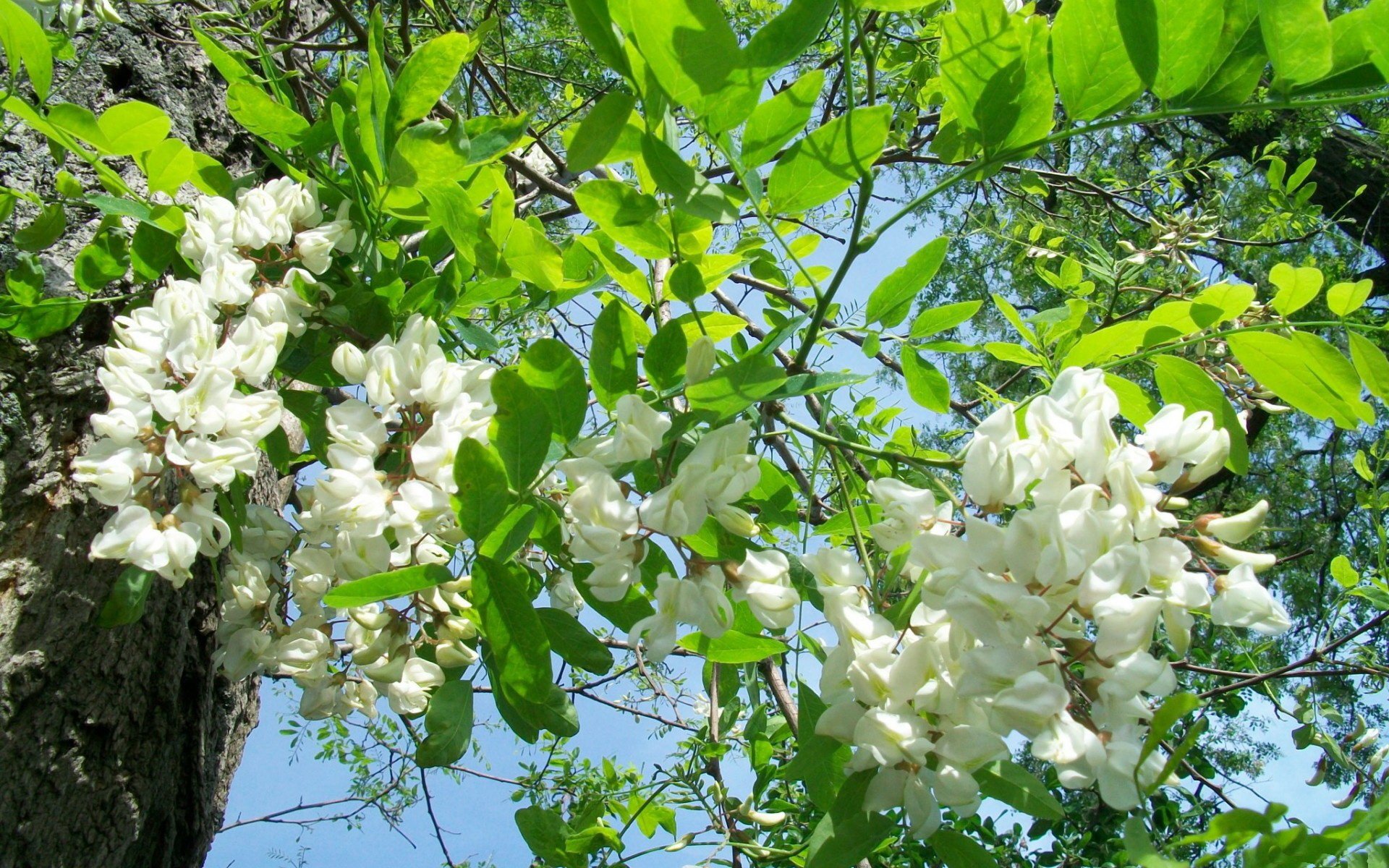 blossom wallpaper nature's spectacle fresh beginnings captivating scene hd desktop