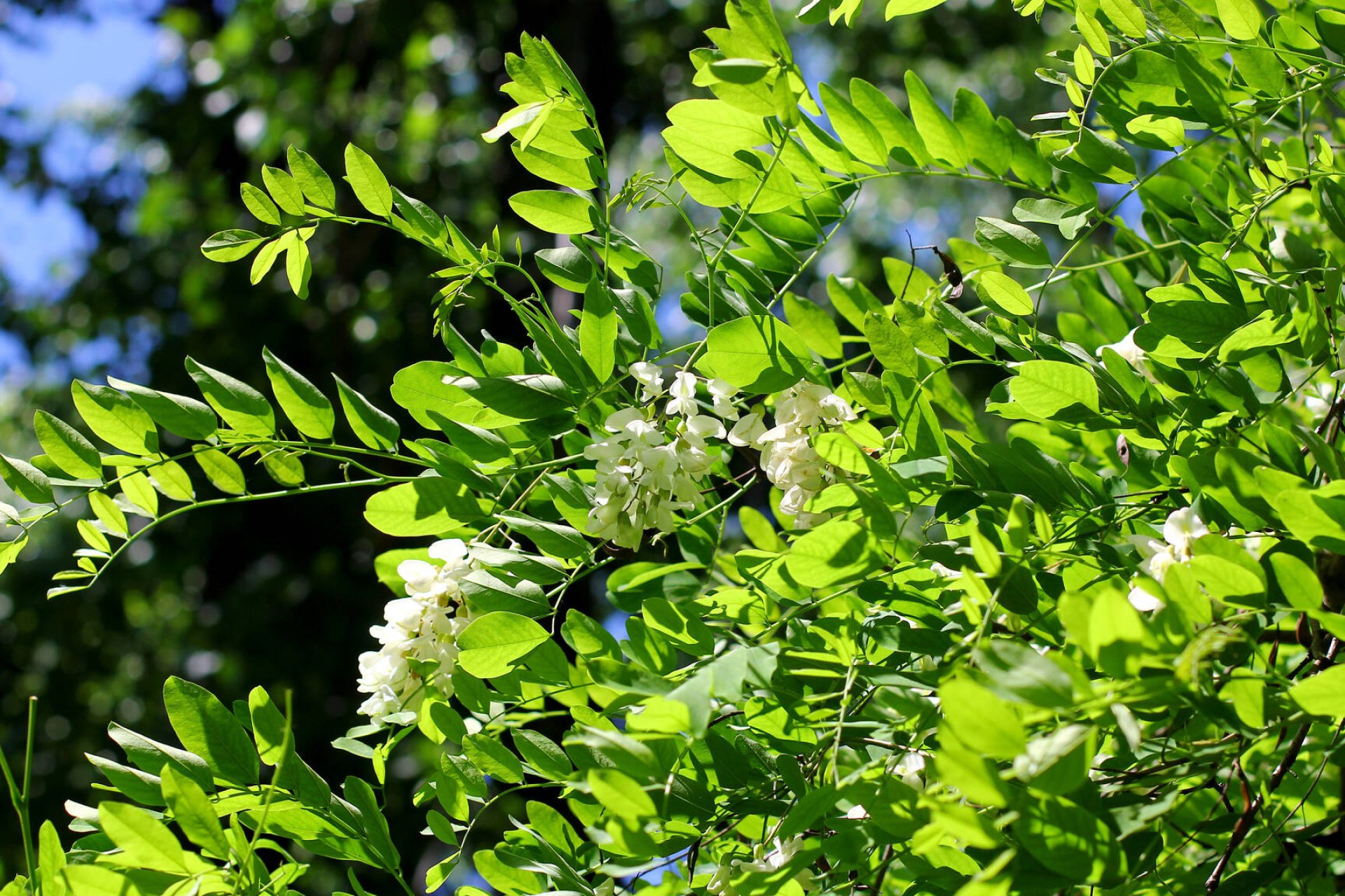 blossoming acacia acacia tree beauty nature's artwork serene landscapes hd desktop