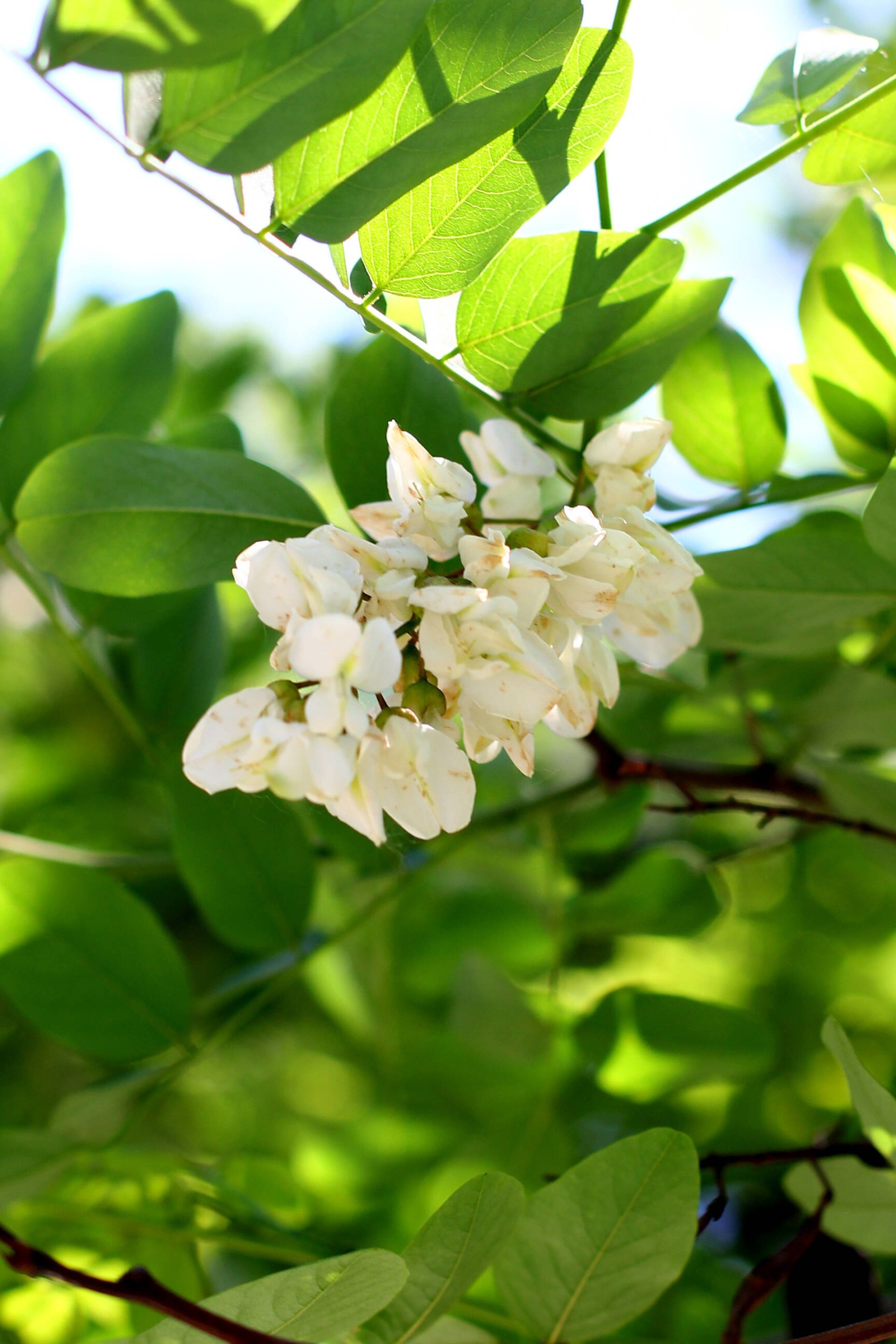 blossoming acacia bunch of flowers tree's beauty nature's masterpiece hd phone