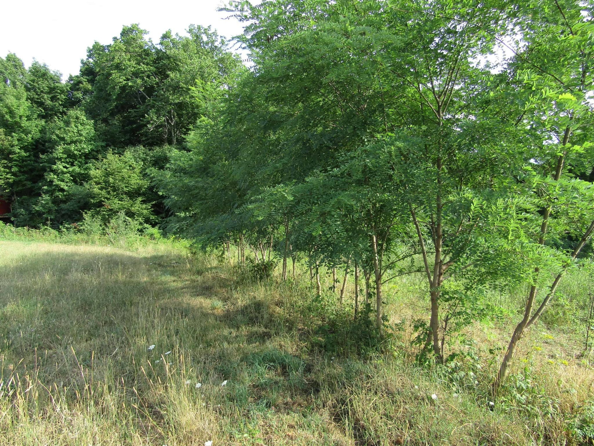growing black locust timber cash crop sustainable farming agriculture innovation hd desktop