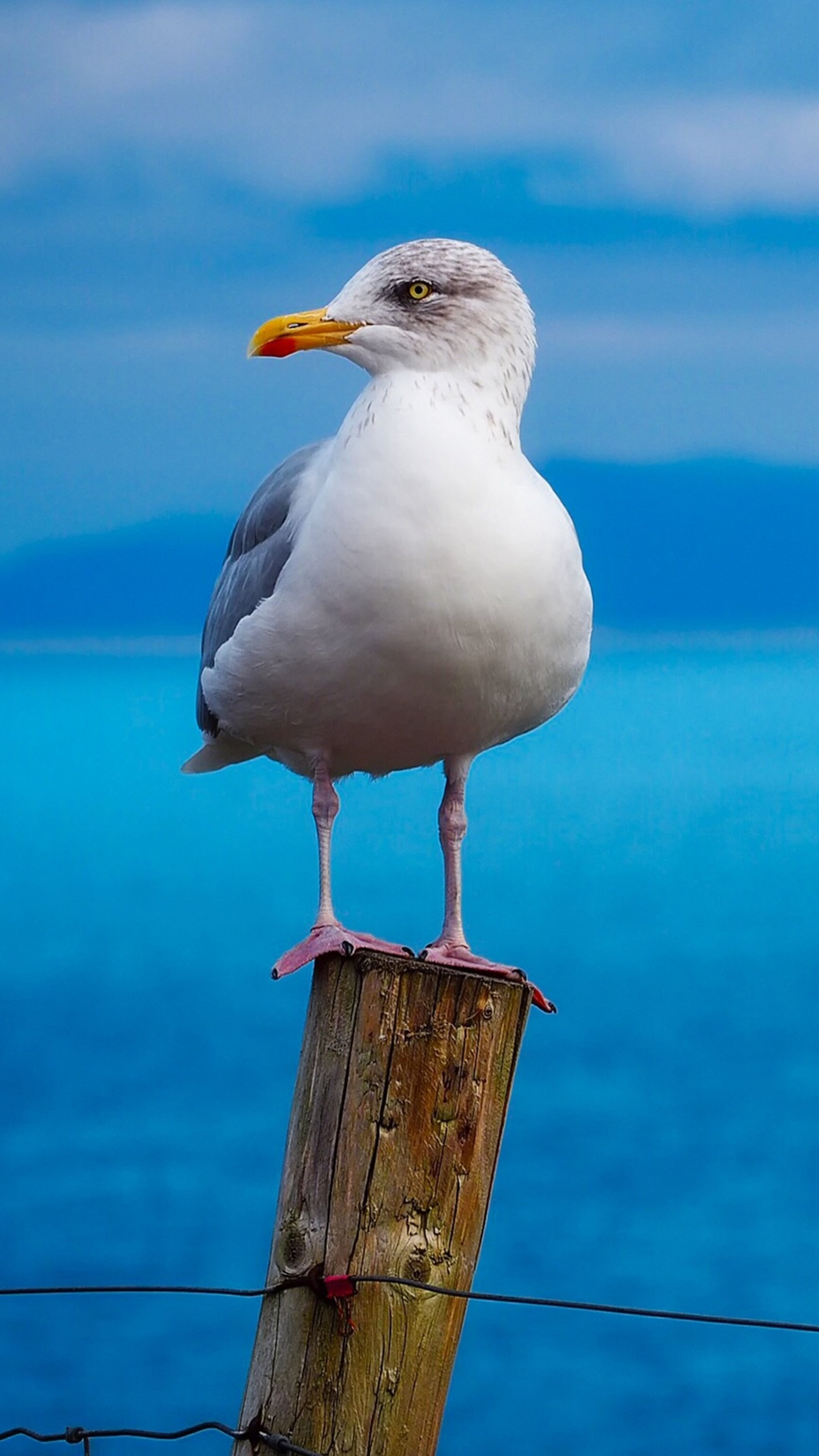 seagull birds xperia wallpaper 4k phone