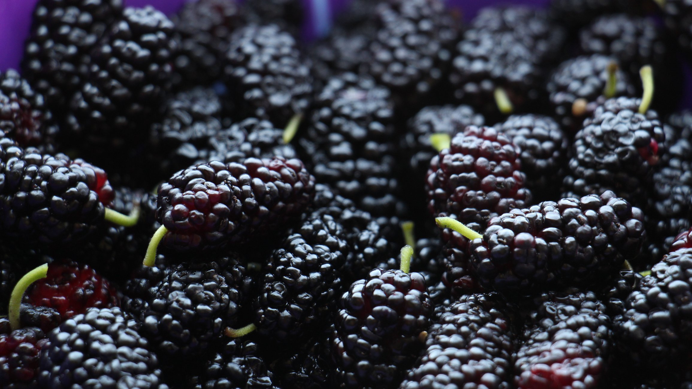 black mulberry tree hardy species outdoor cultivation fruiting excellence hd desktop
