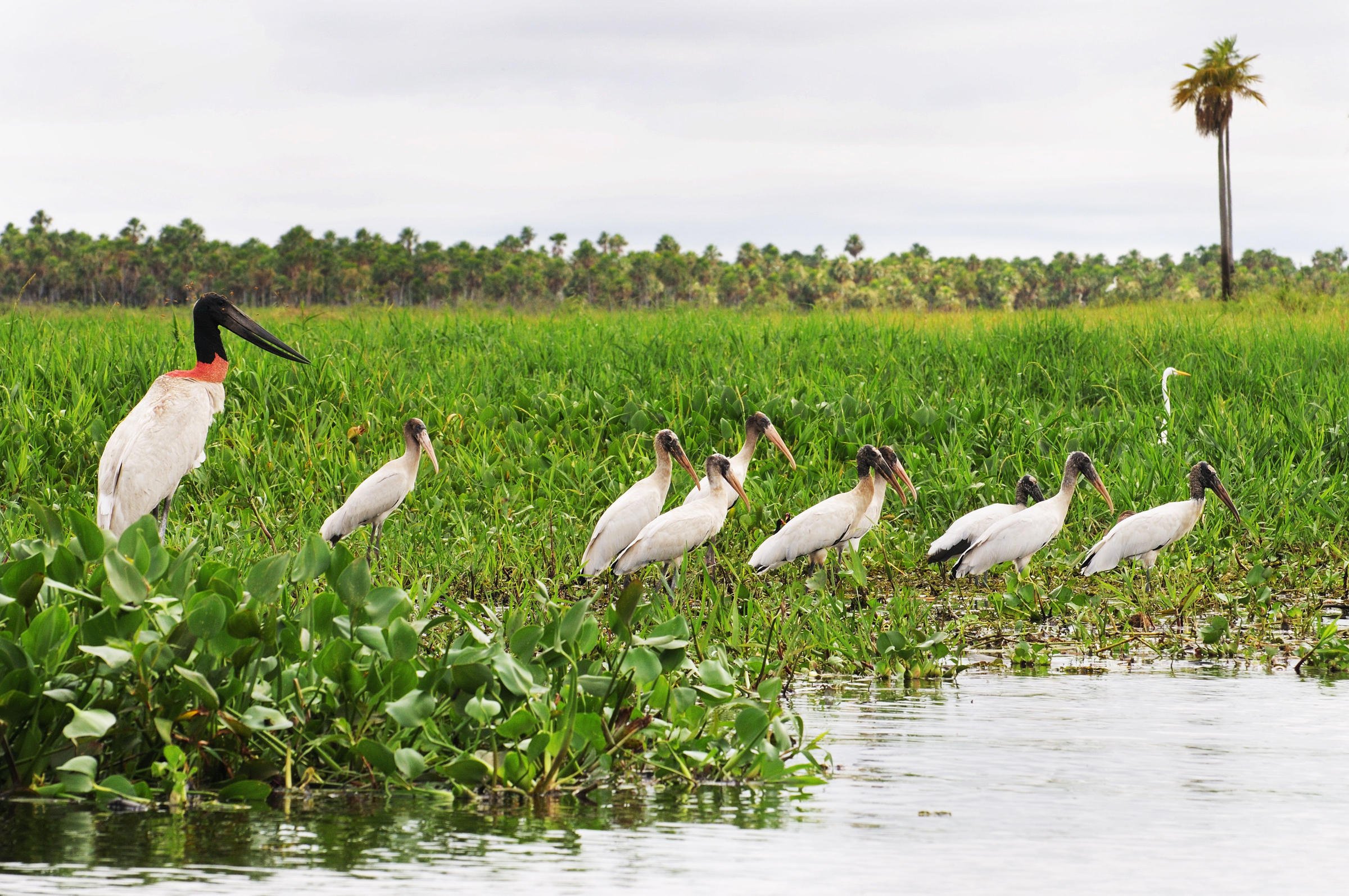 jabiru birdwatching extravaganza paraguayan paradise trico tours delight hd desktop