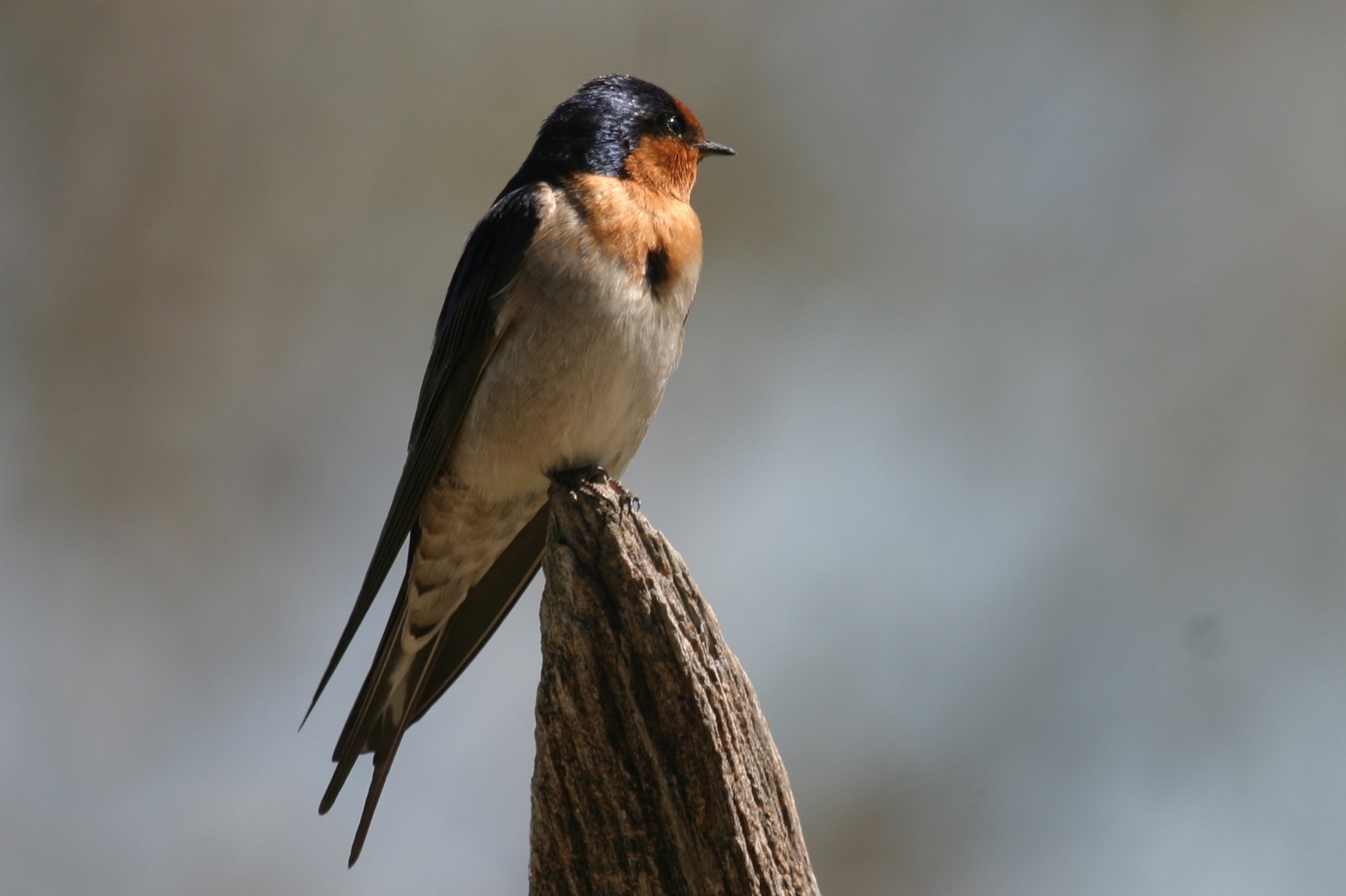 tree swallows pictures hd wallpapers animals and birds nature-themed hd desktop