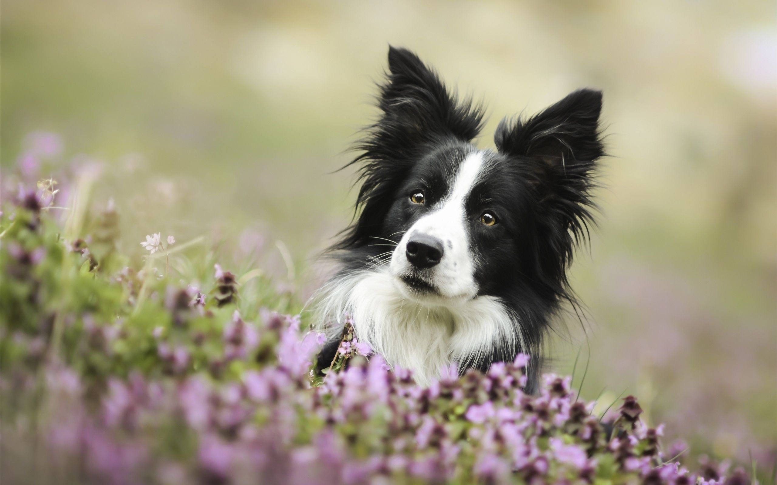 dog border collie loyal dog breeds dog breeds loyal dogs hd desktop