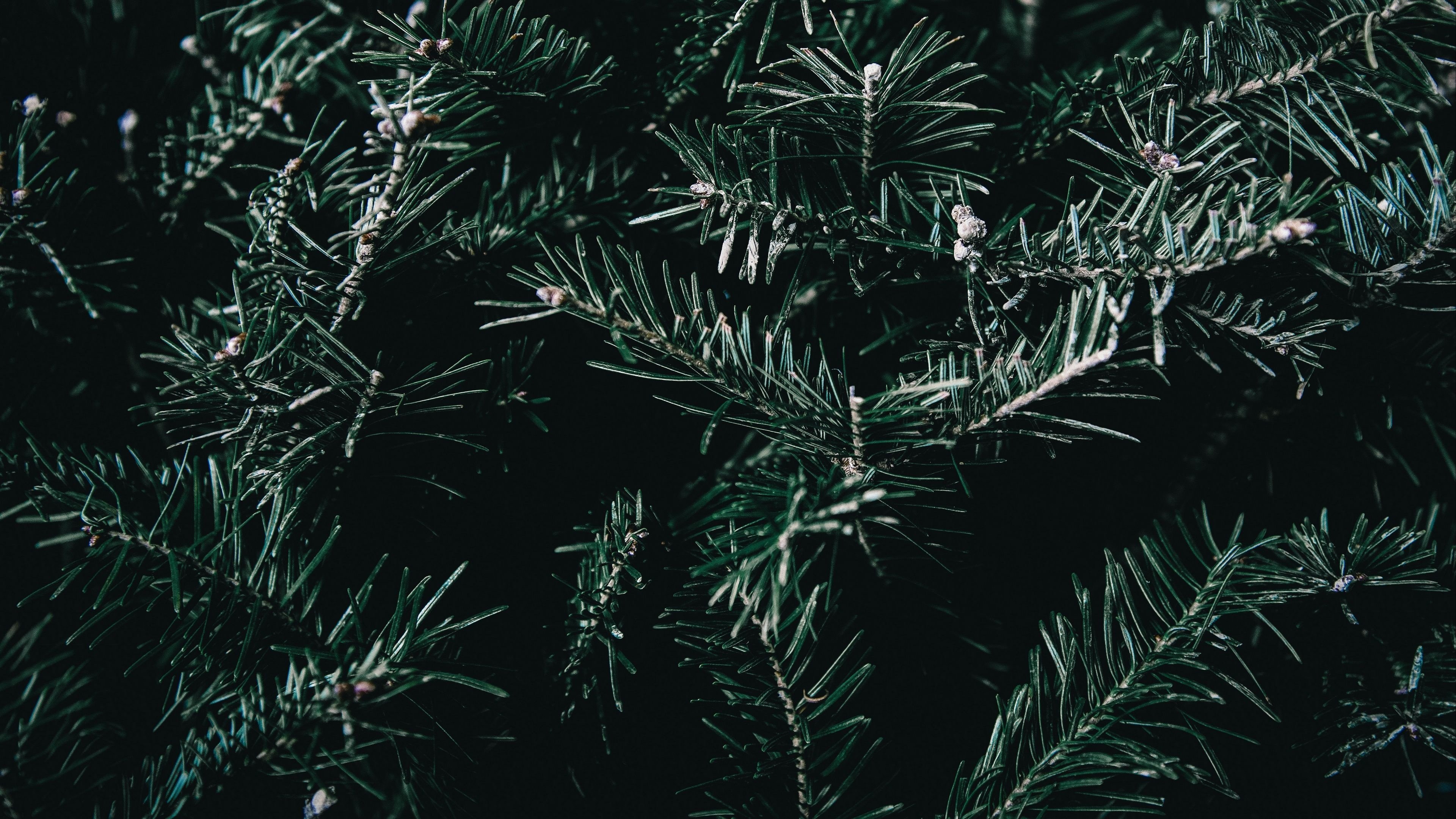 spruce branches nature wallpaper 4k desktop