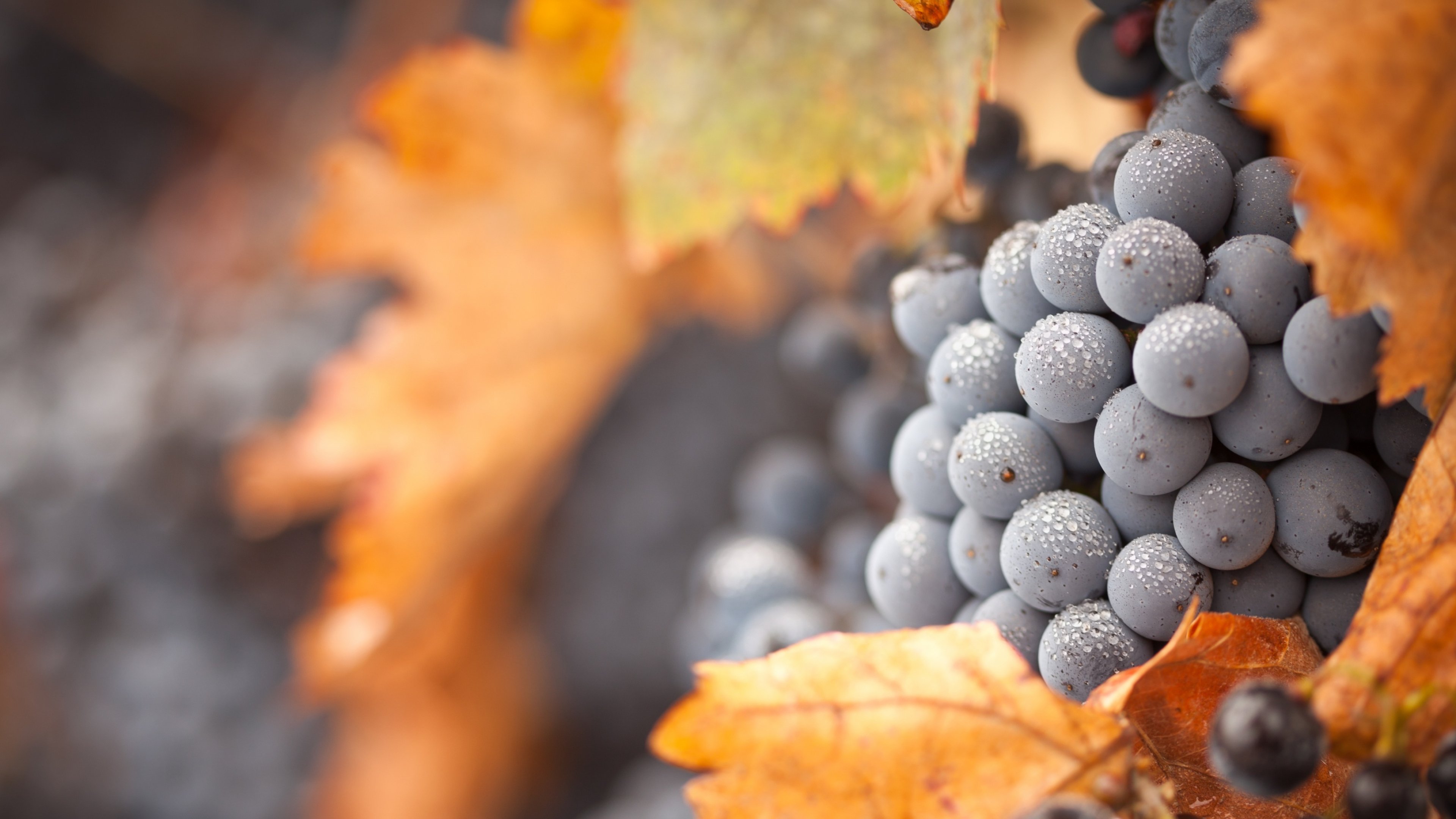 grapes desktop wallpaper 4k uhd display multi-monitor smartphone beauty 4k desktop