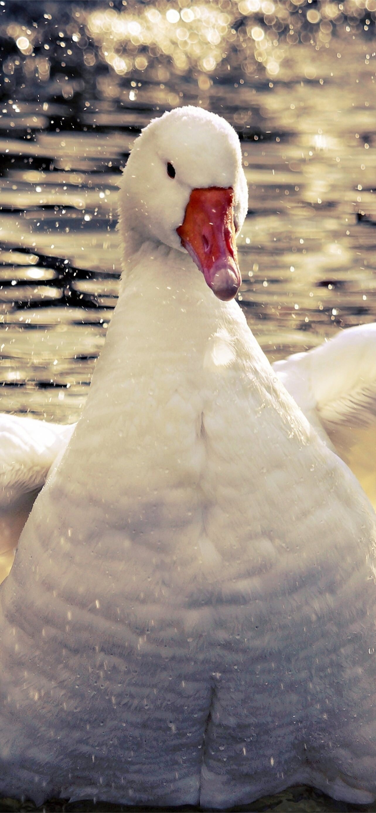 goose on iphone free download stunning wallpaper nature's beauty hd phone